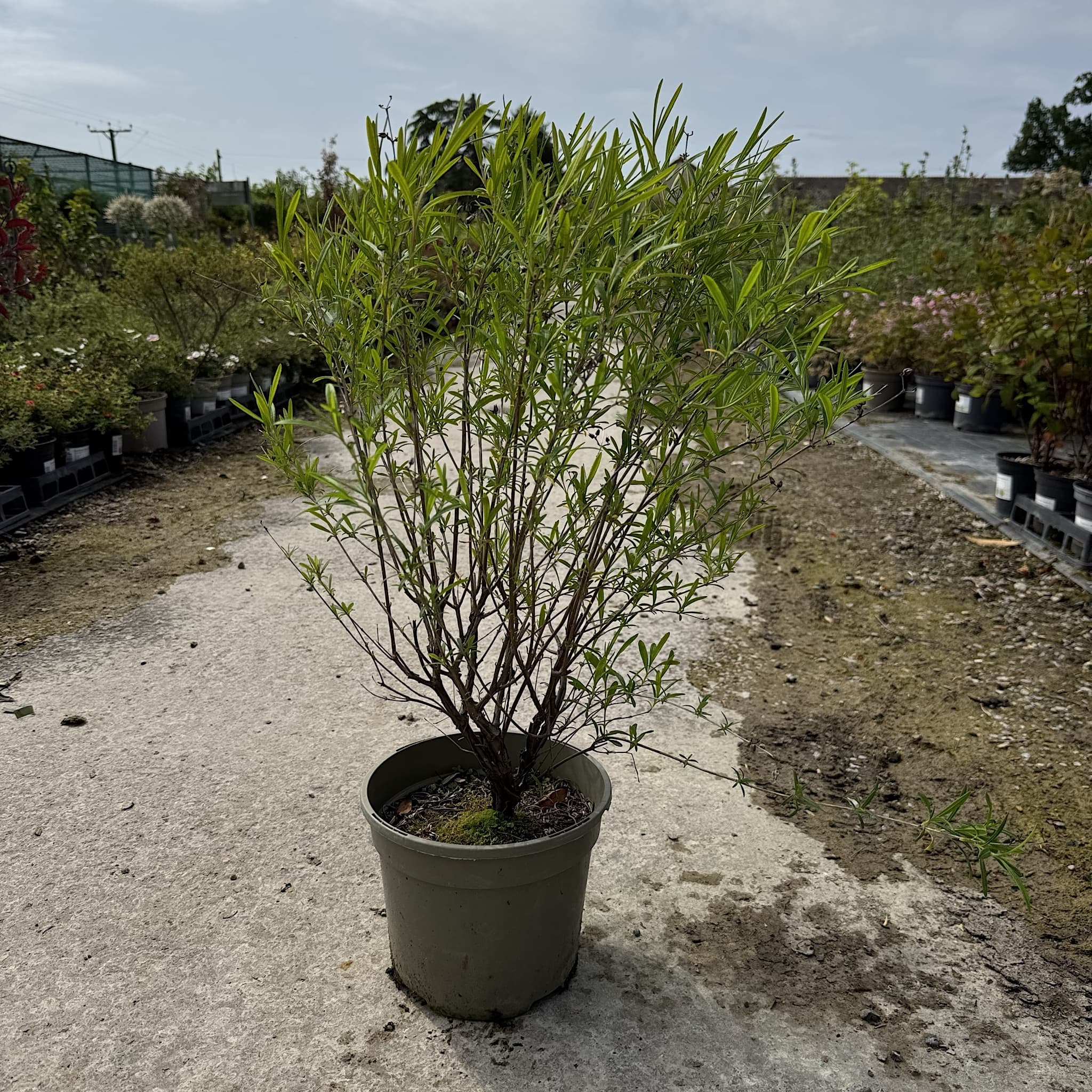 Hypericum 'Gemo'