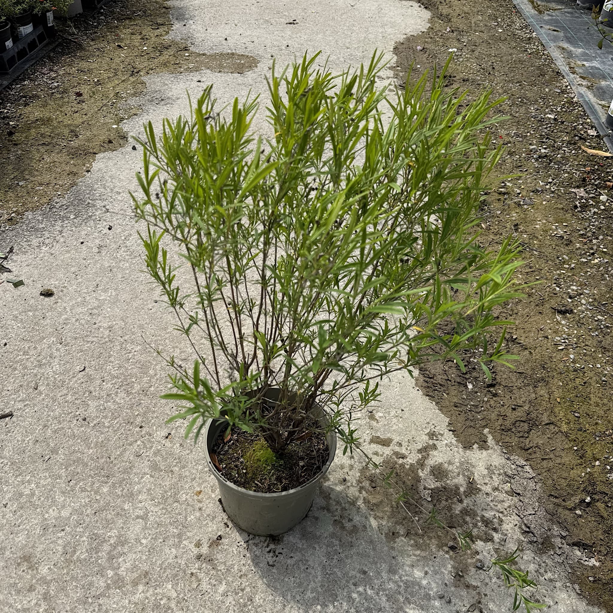 Hypericum 'Gemo'