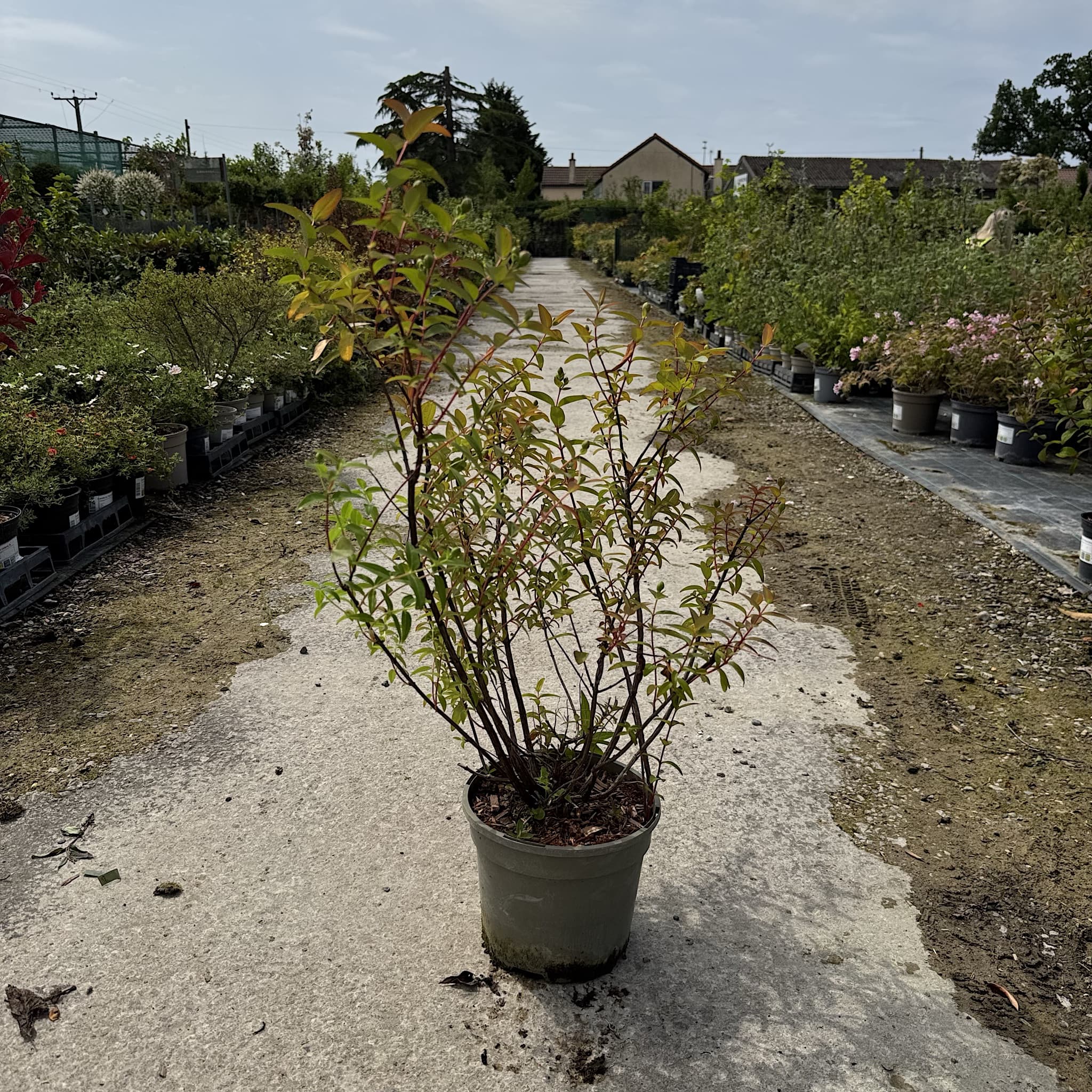 Hypericum 'Hidcote'
