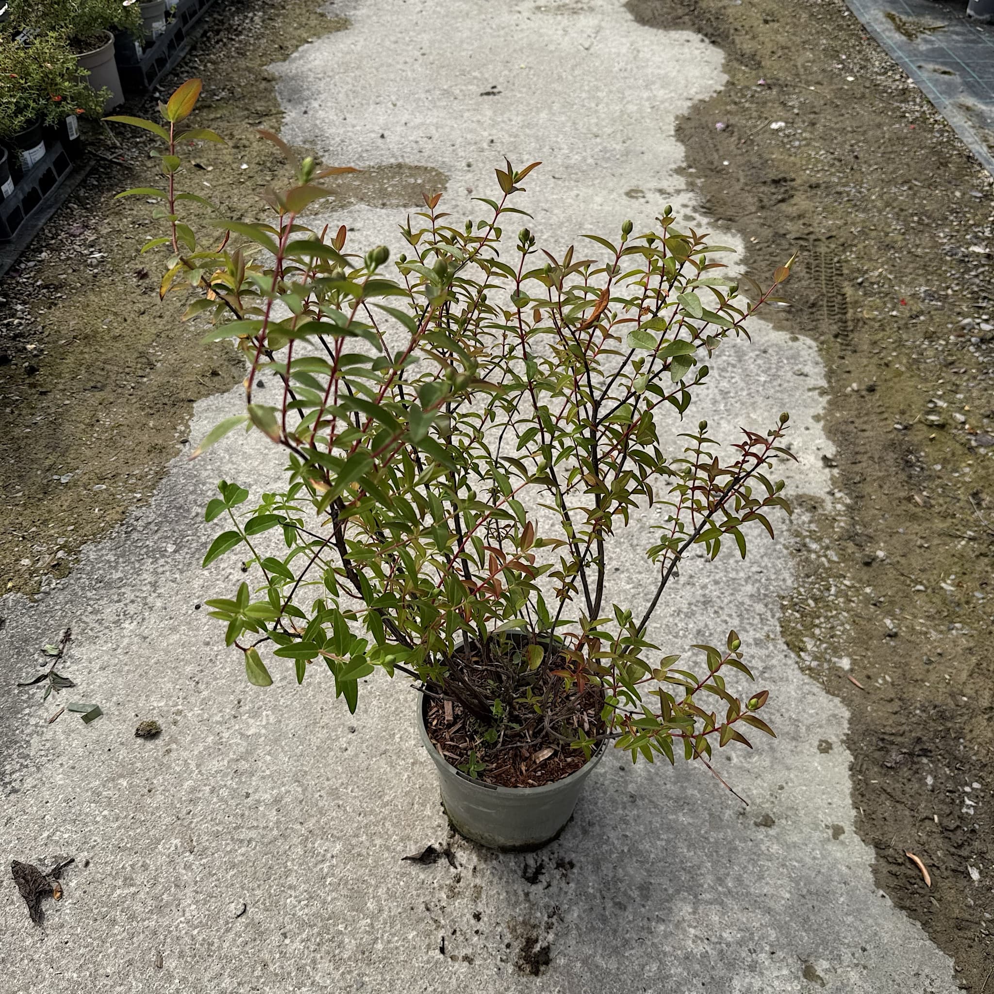 Hypericum 'Hidcote'