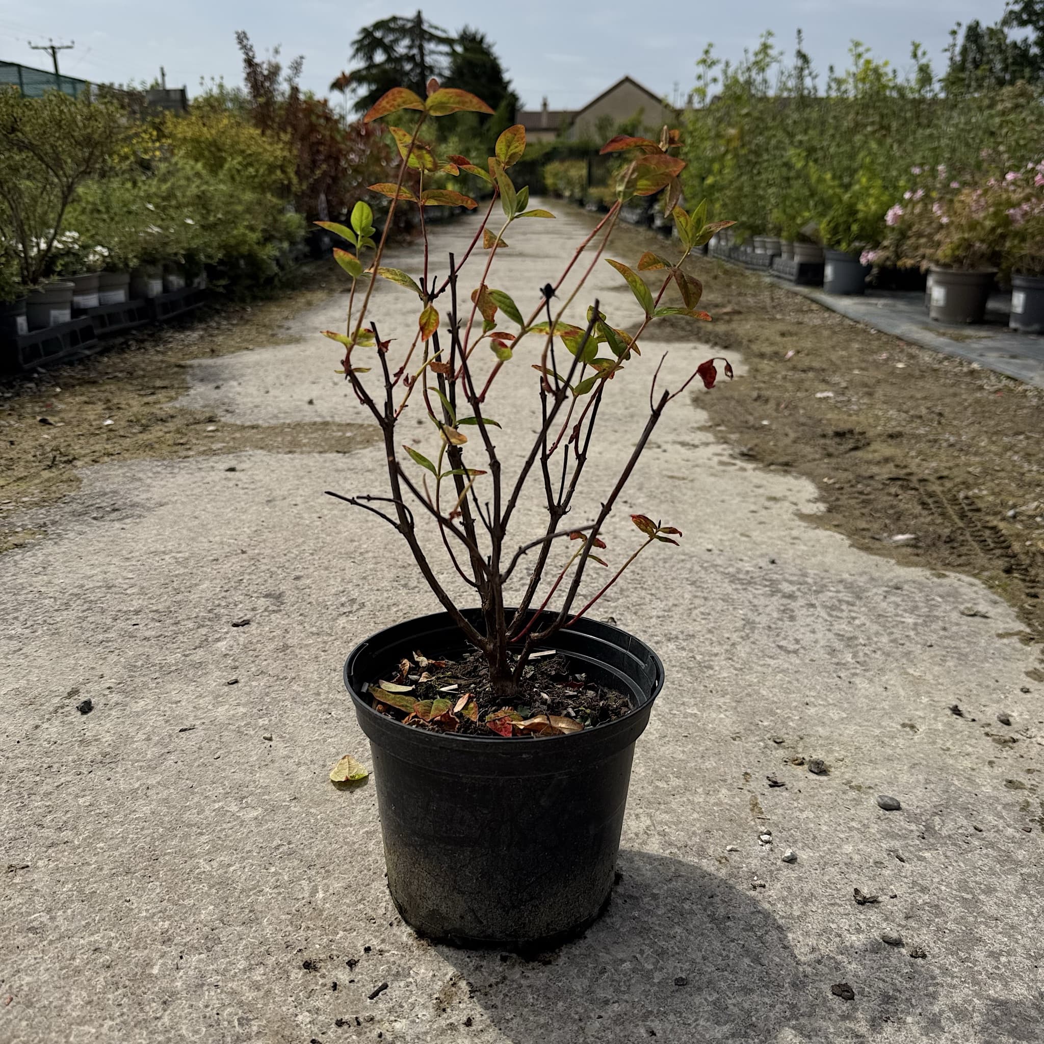 Hypericum 'Miracle Attraction'