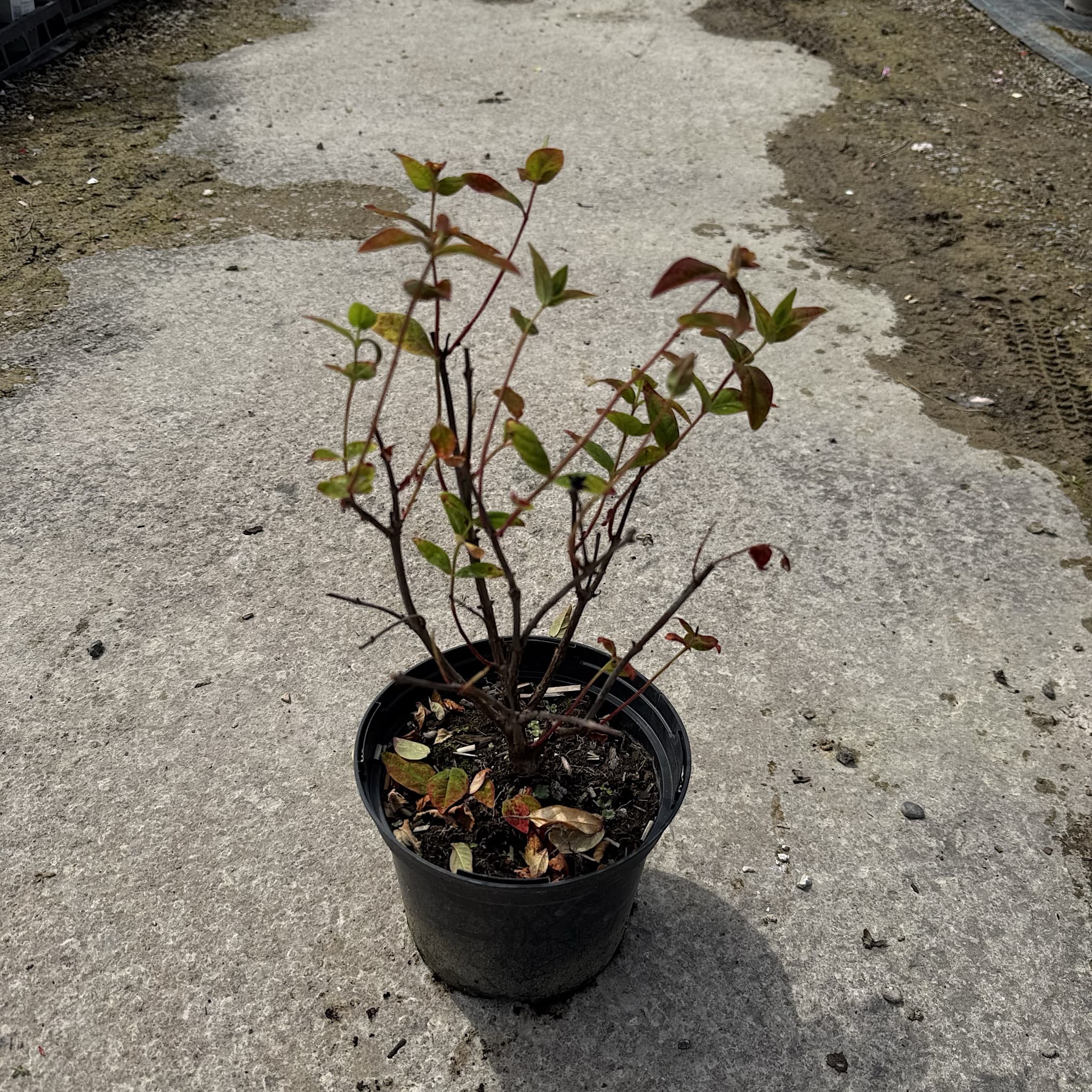 Hypericum 'Miracle Attraction'