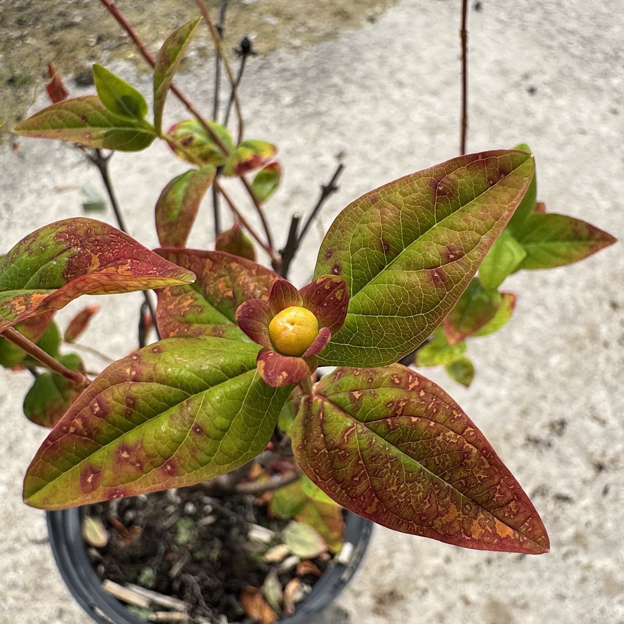 Hypericum 'Miracle Attraction'