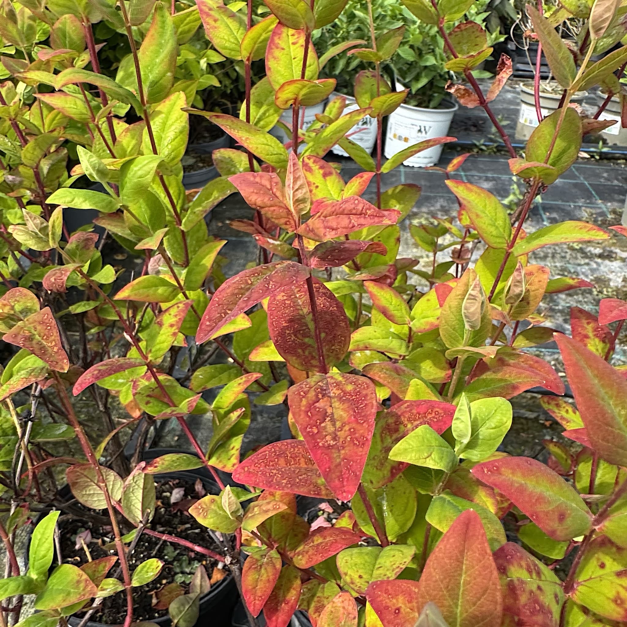 Hypericum 'Miracle Attraction'