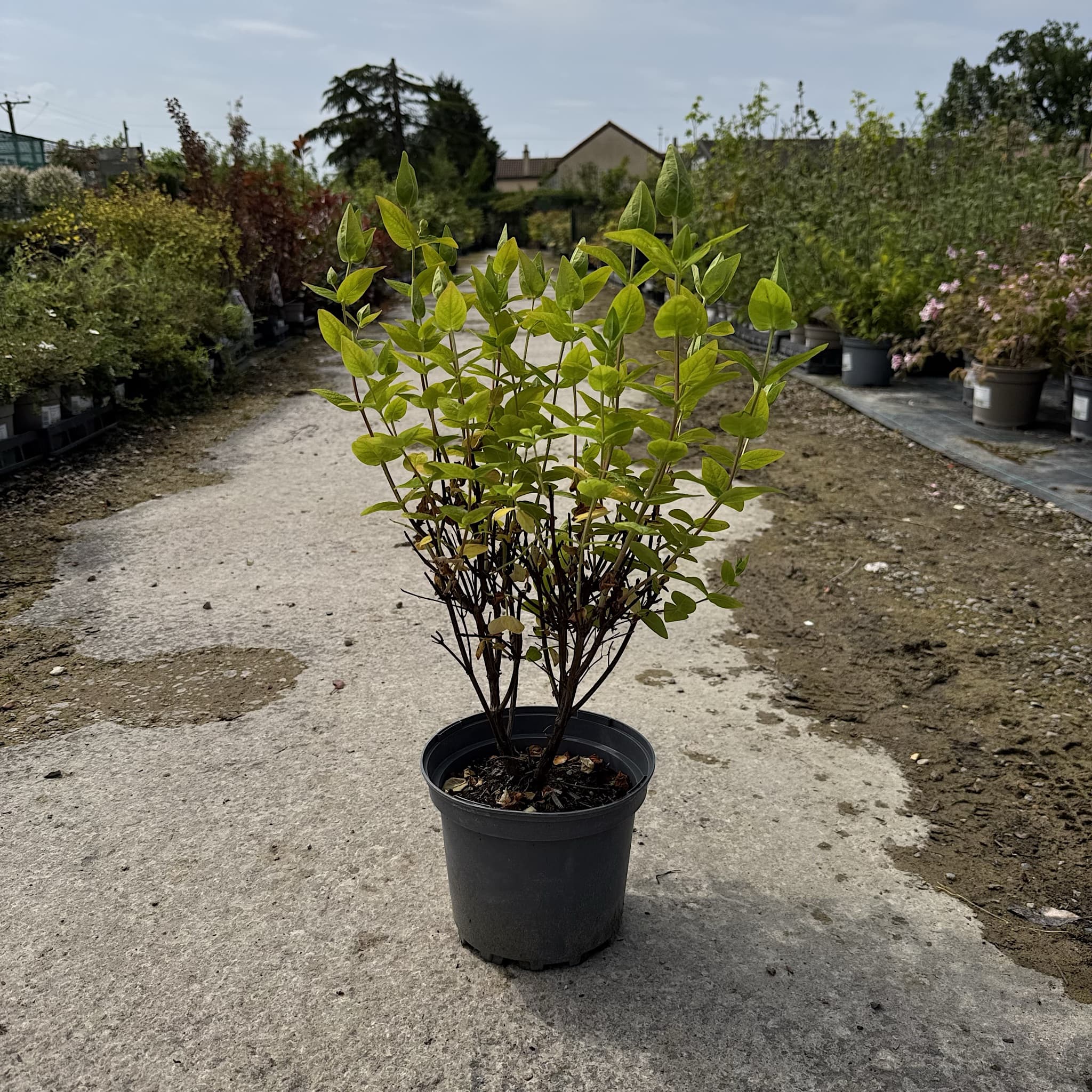 Hypericum ‘Miracle Blizz’