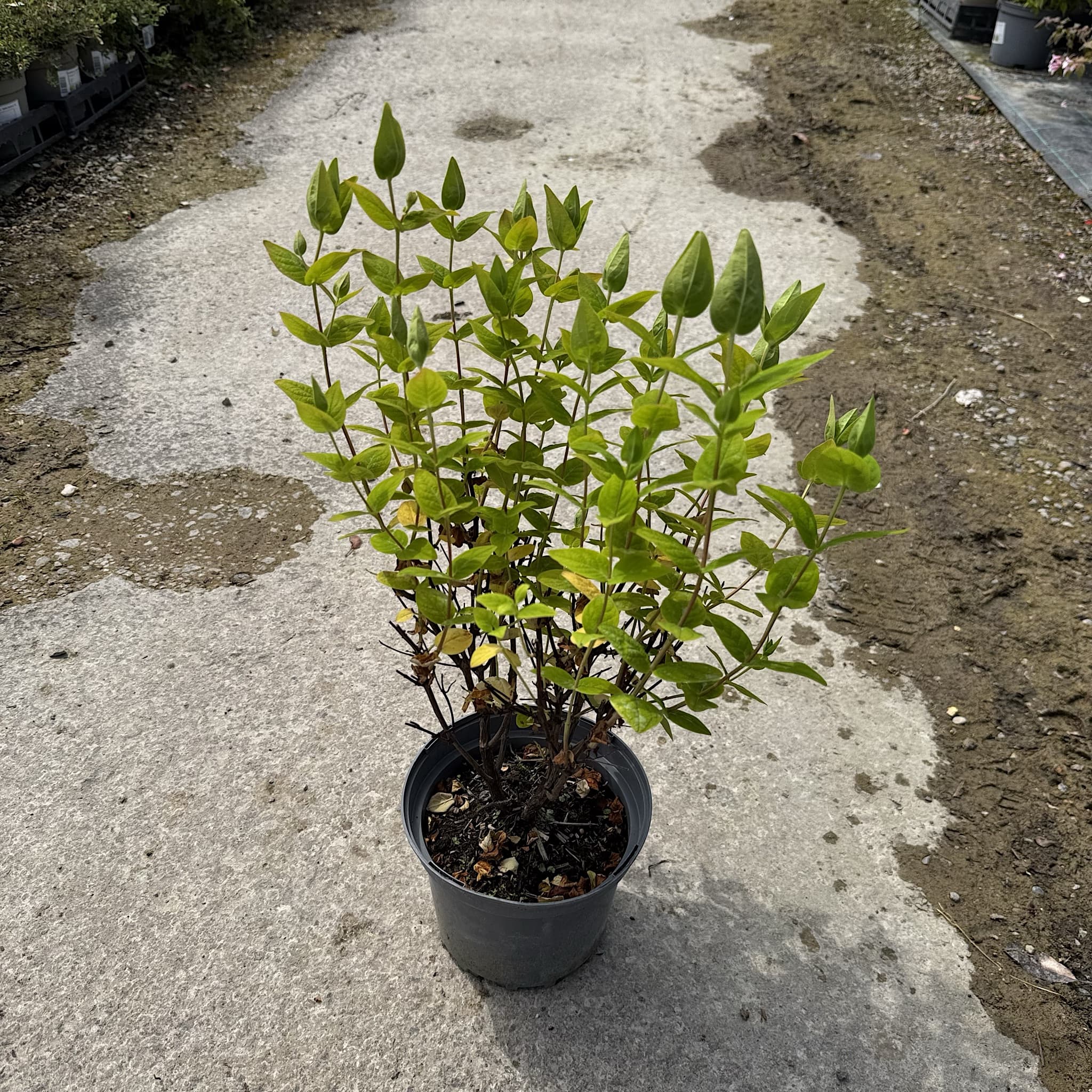 Hypericum ‘Miracle Blizz’