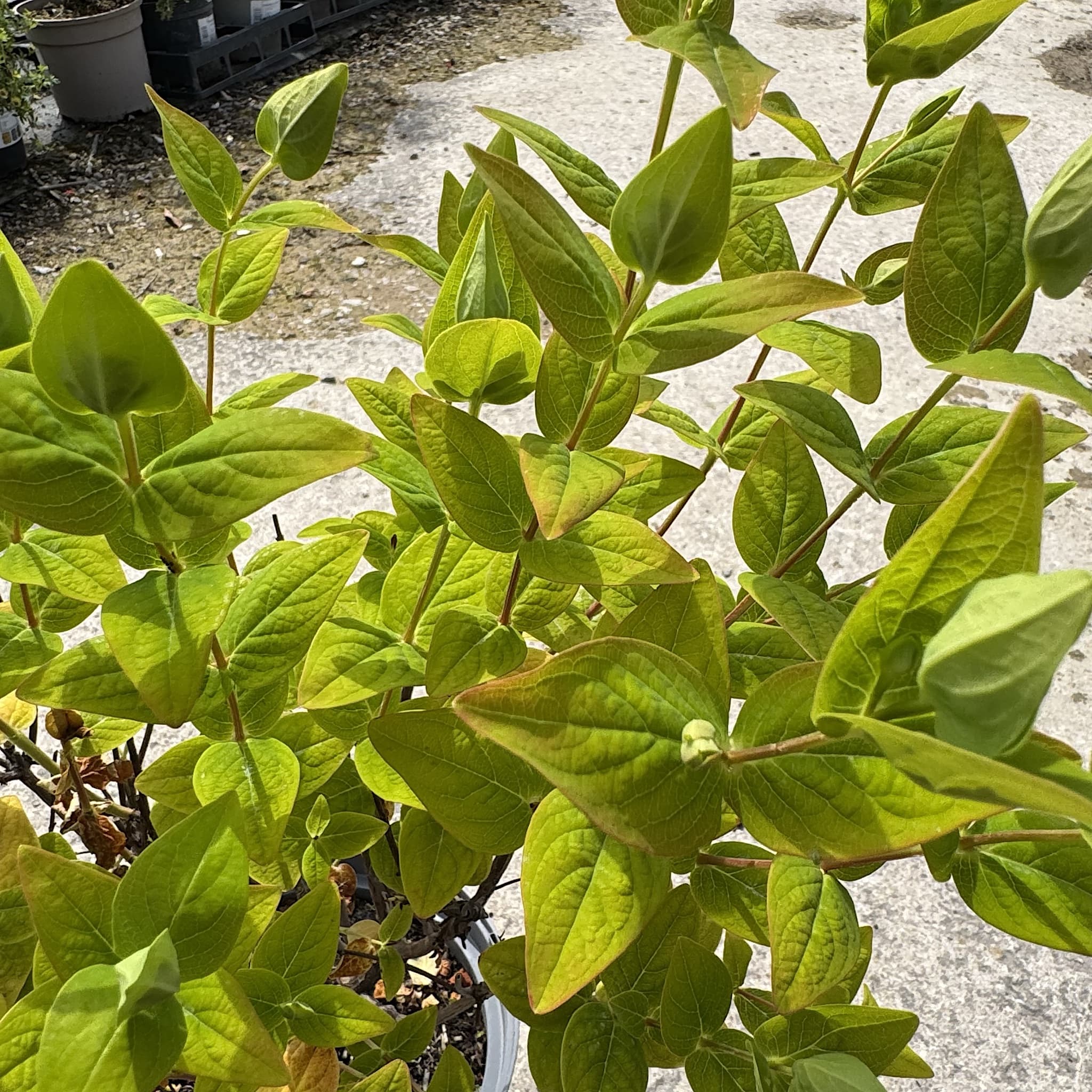 Hypericum ‘Miracle Blizz’