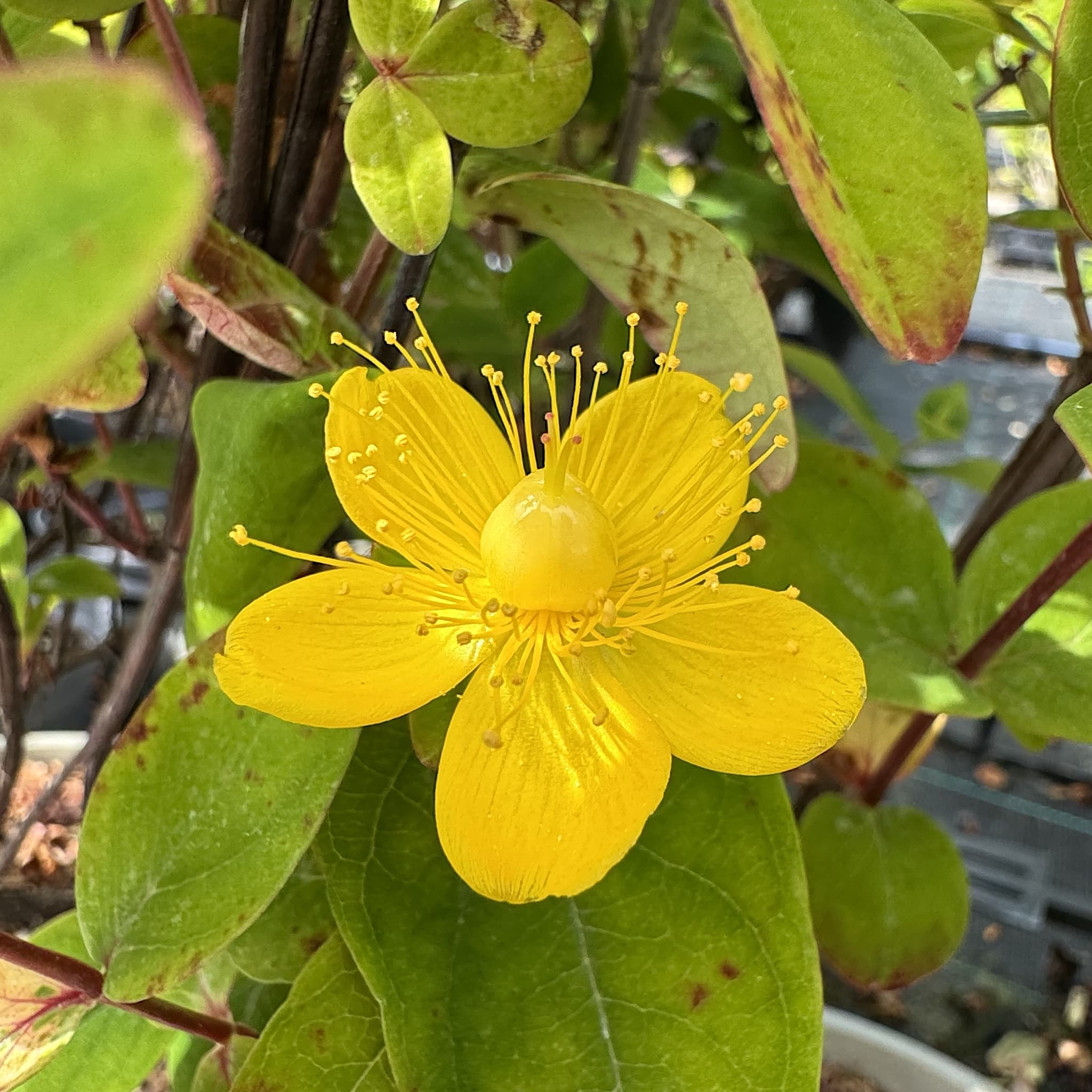 Hypericum 'Magical Lightning'