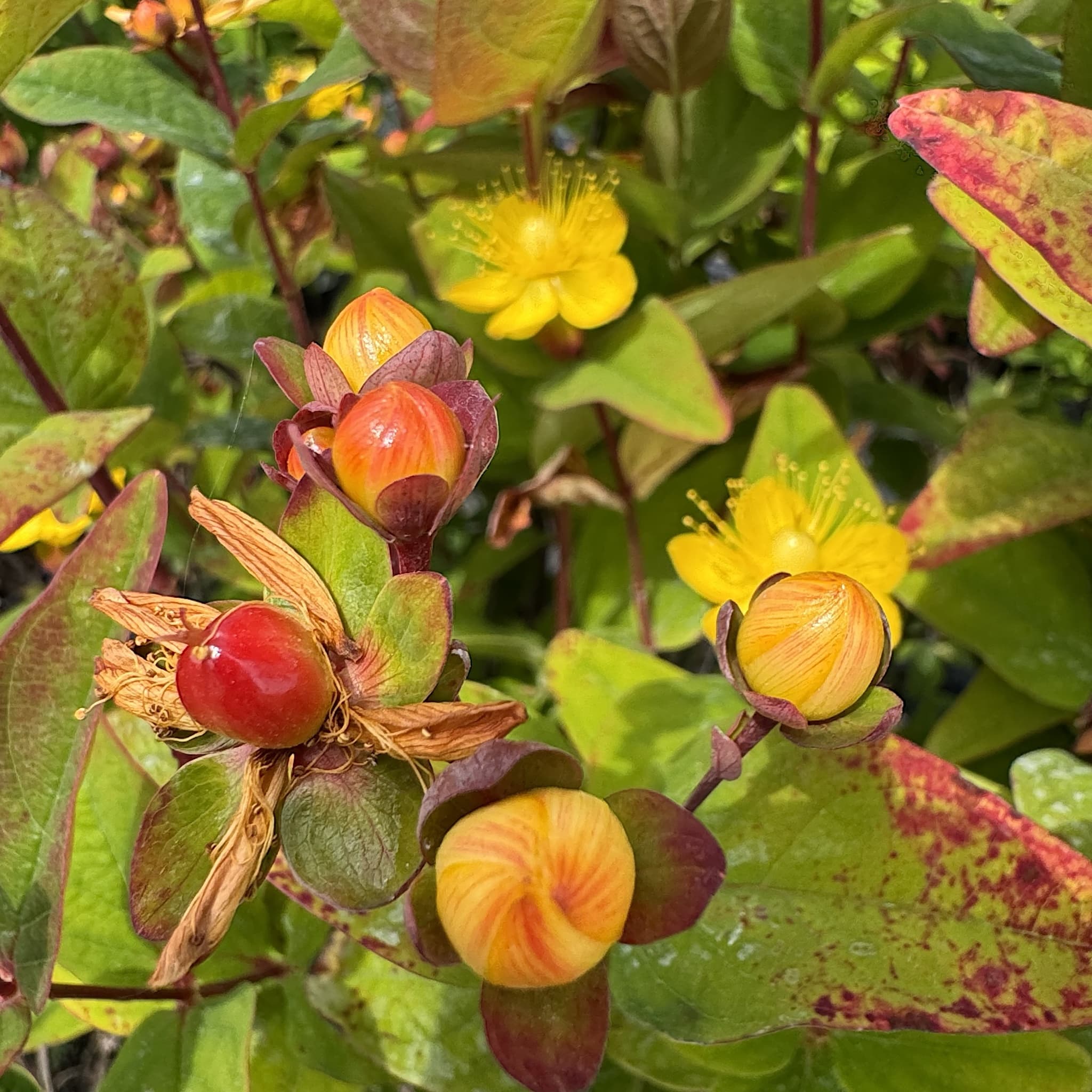 Hypericum 'Magical Lightning'