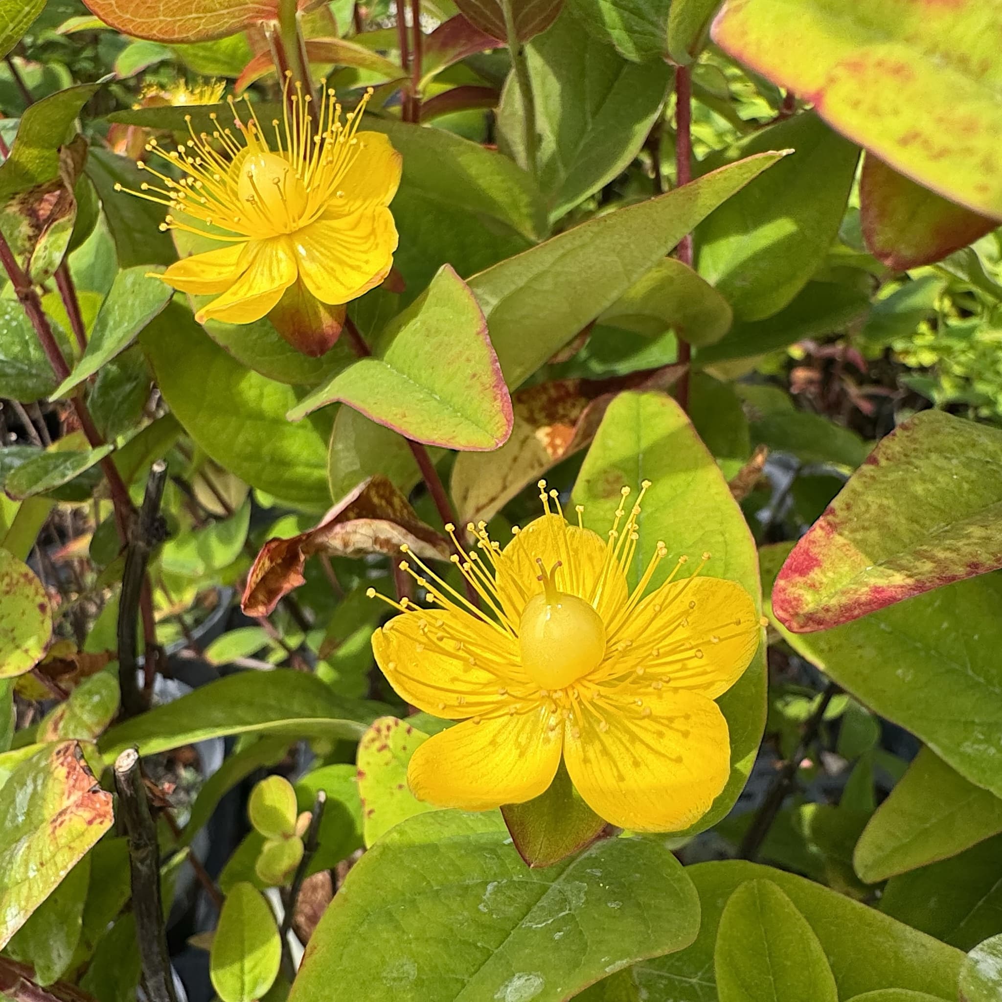 Hypericum 'Magical Lightning'