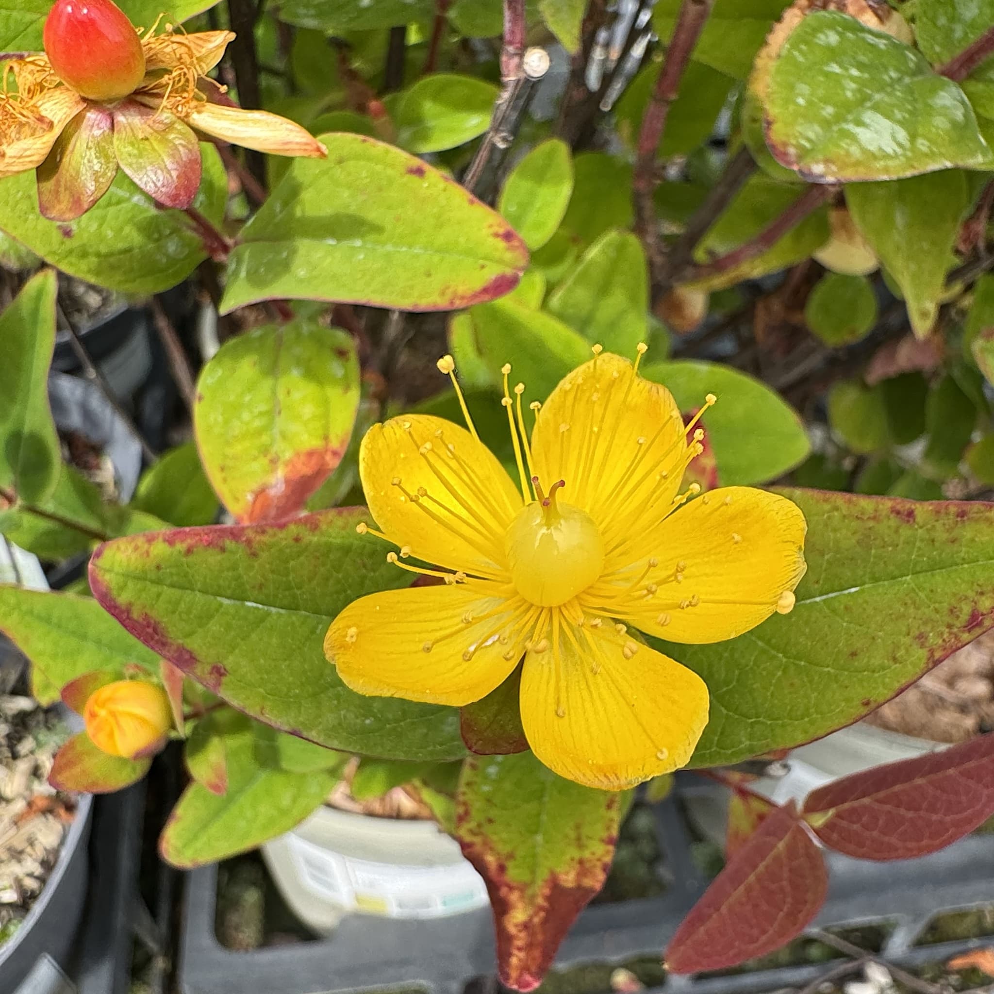Hypericum 'Magical Lightning'