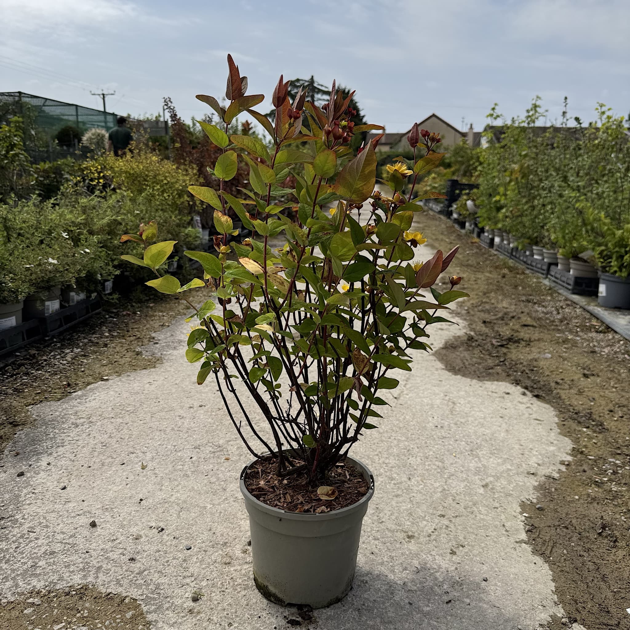 Hypericum 'Magical Lightning'
