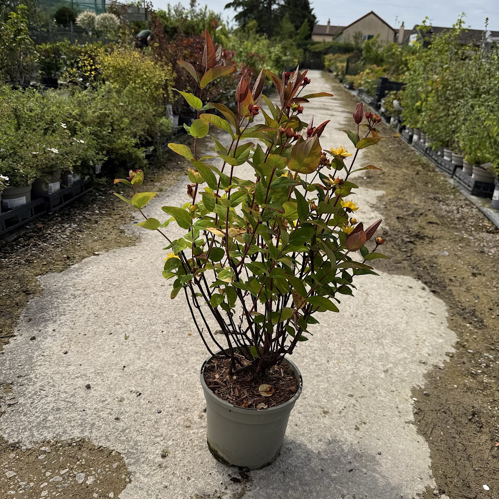Hypericum 'Magical Lightning'