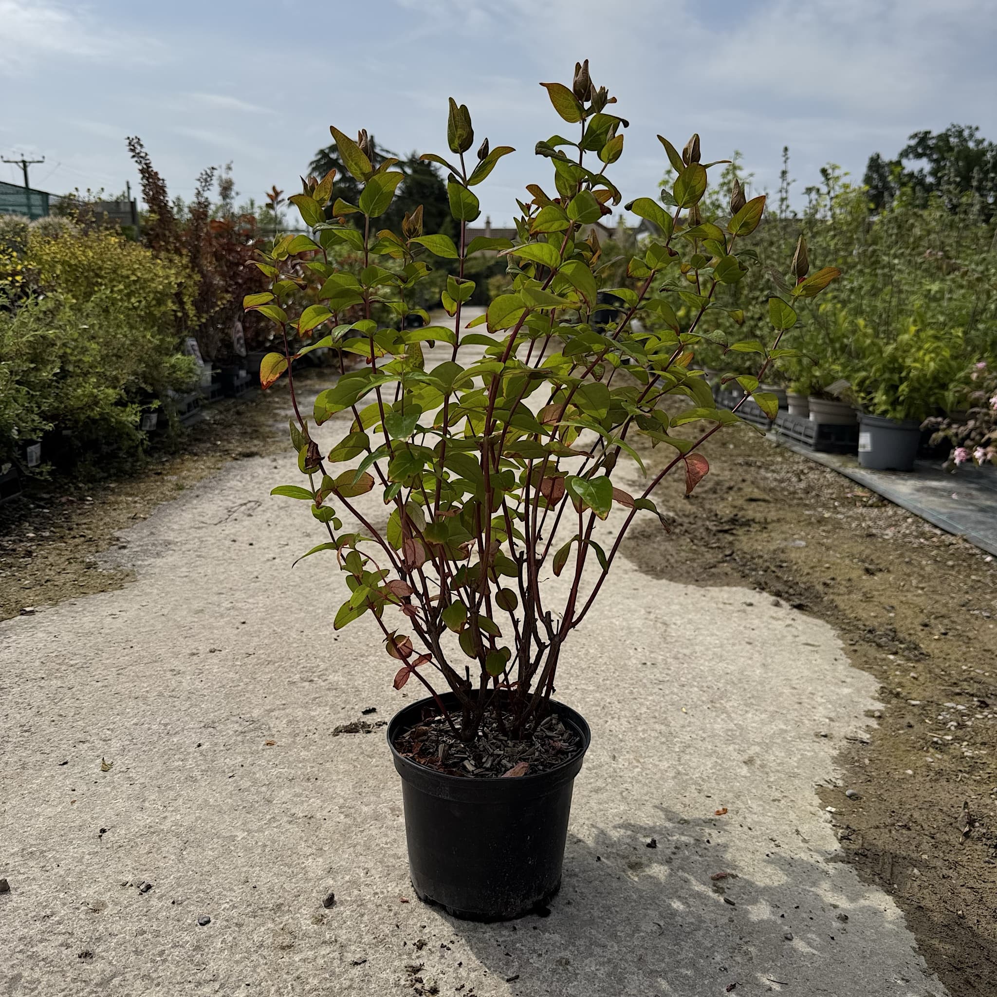 Hypericum 'Miracle Marvel'