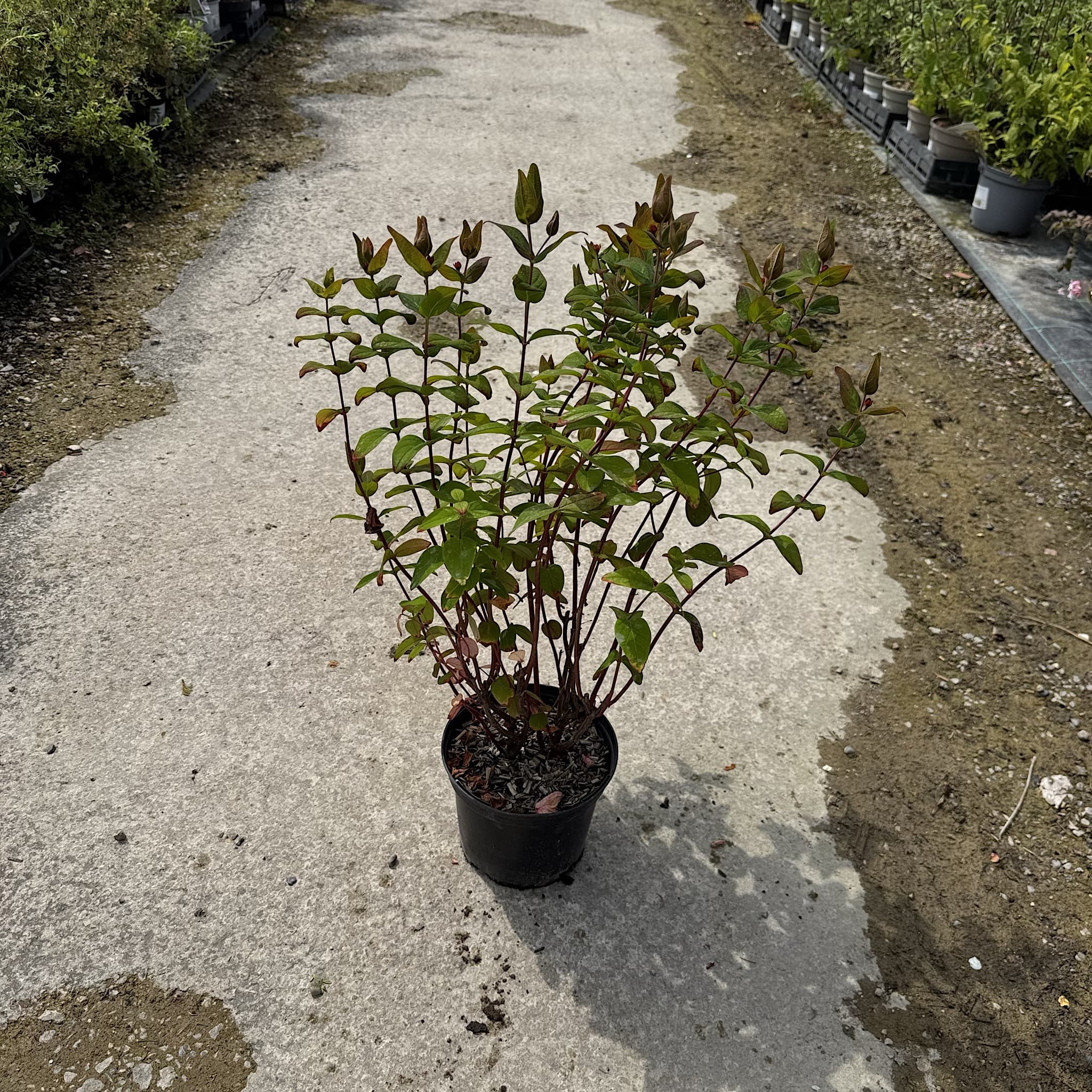 Hypericum 'Miracle Marvel'