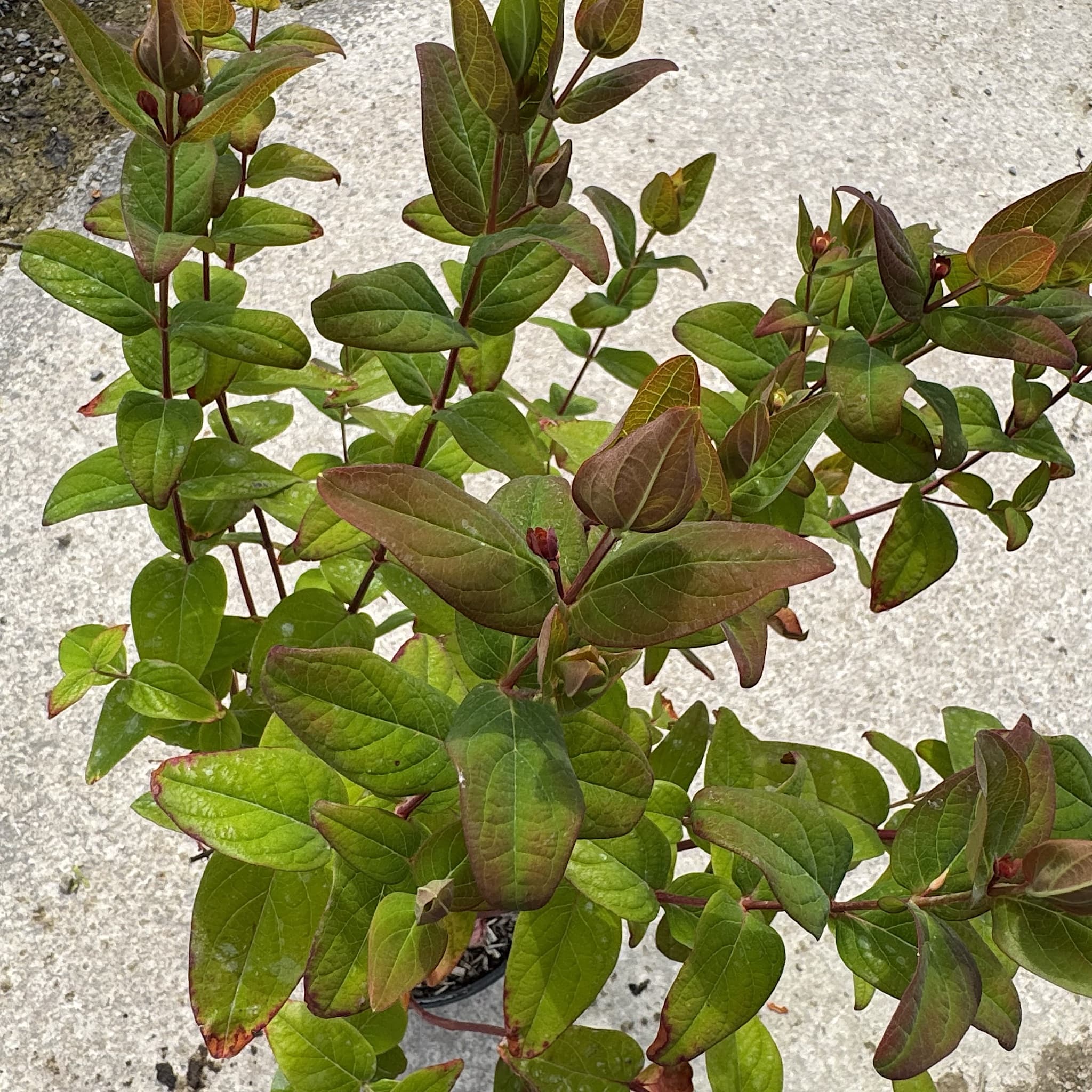 Hypericum 'Miracle Marvel'