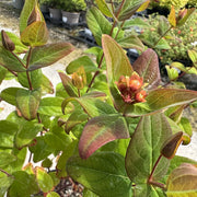Hypericum 'Miracle Marvel'