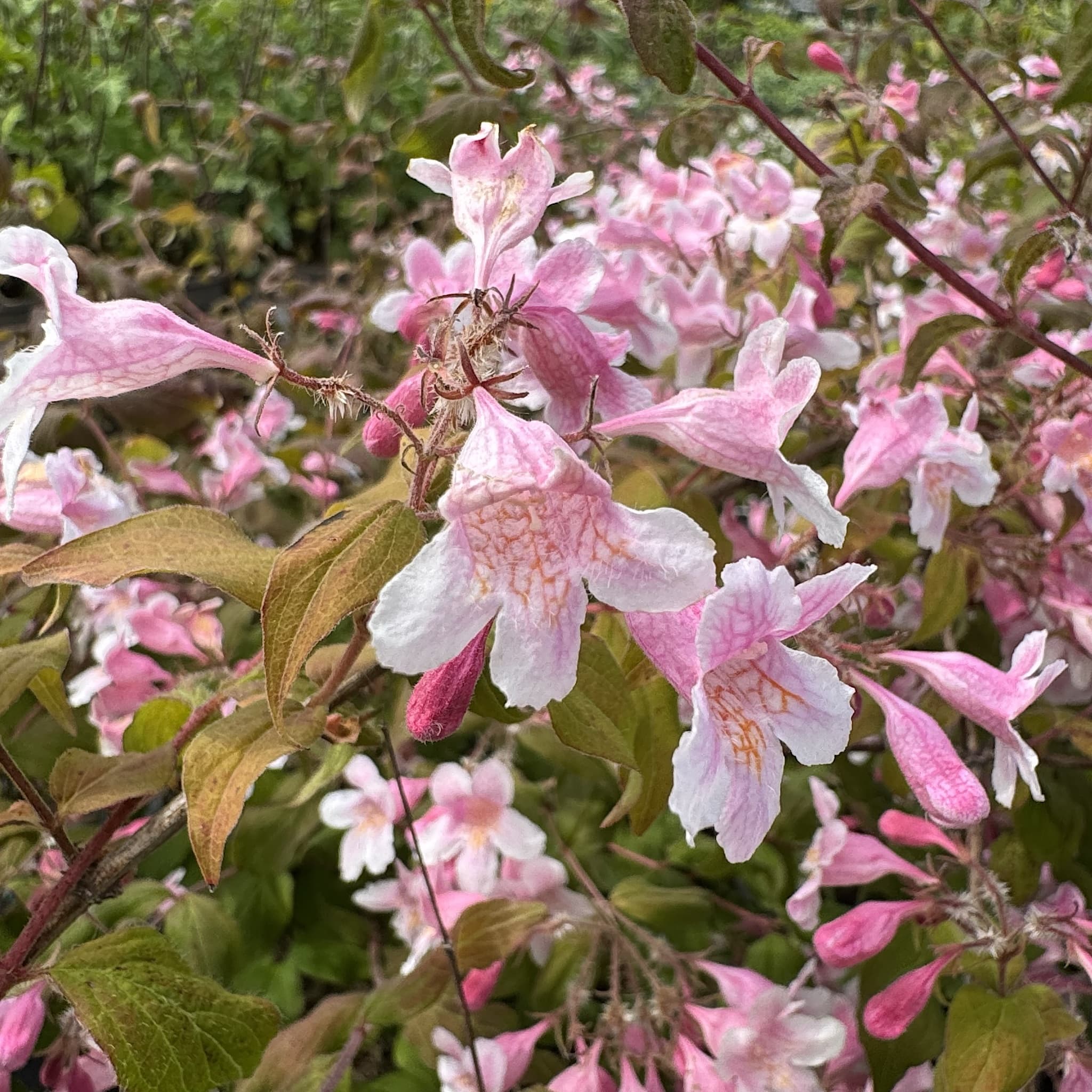 Kolkwitzia amabilis 'Pink Cloud'