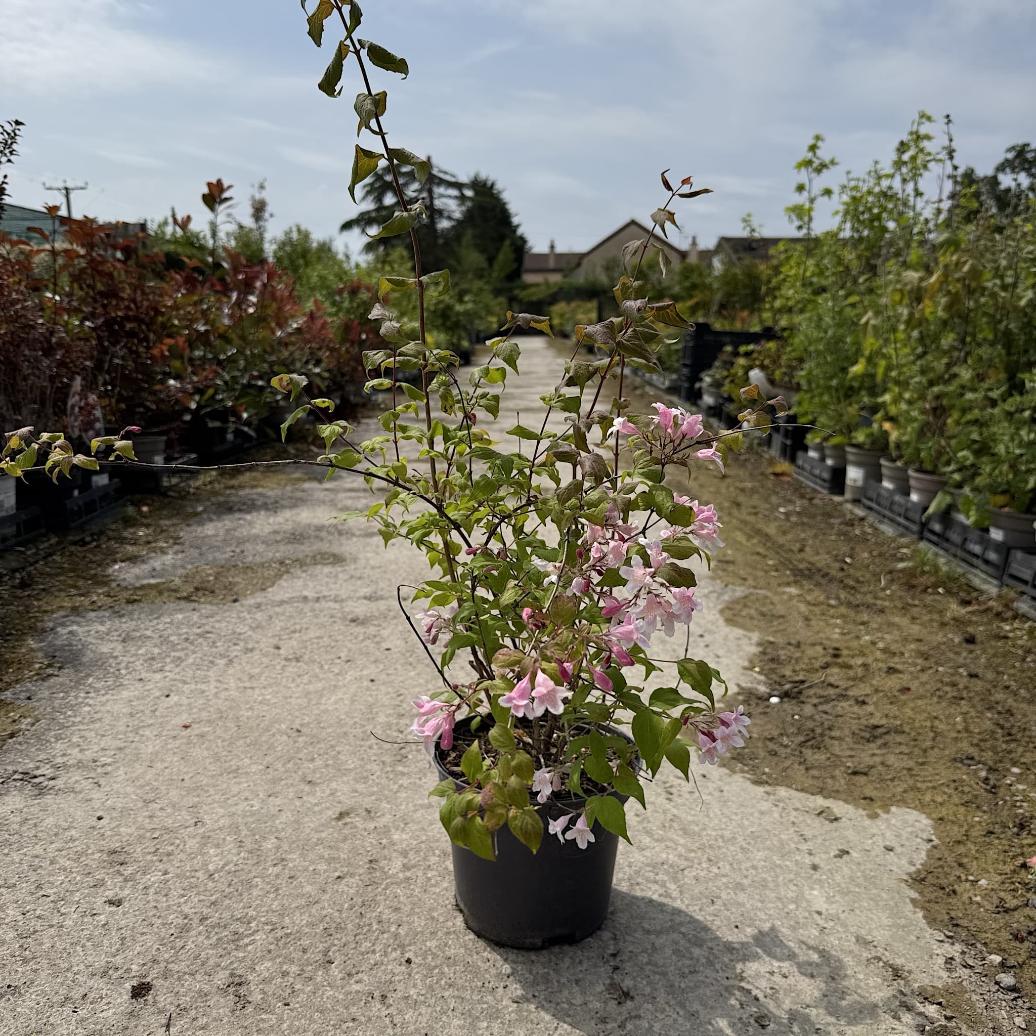 Kolkwitzia amabilis 'Pink Cloud'