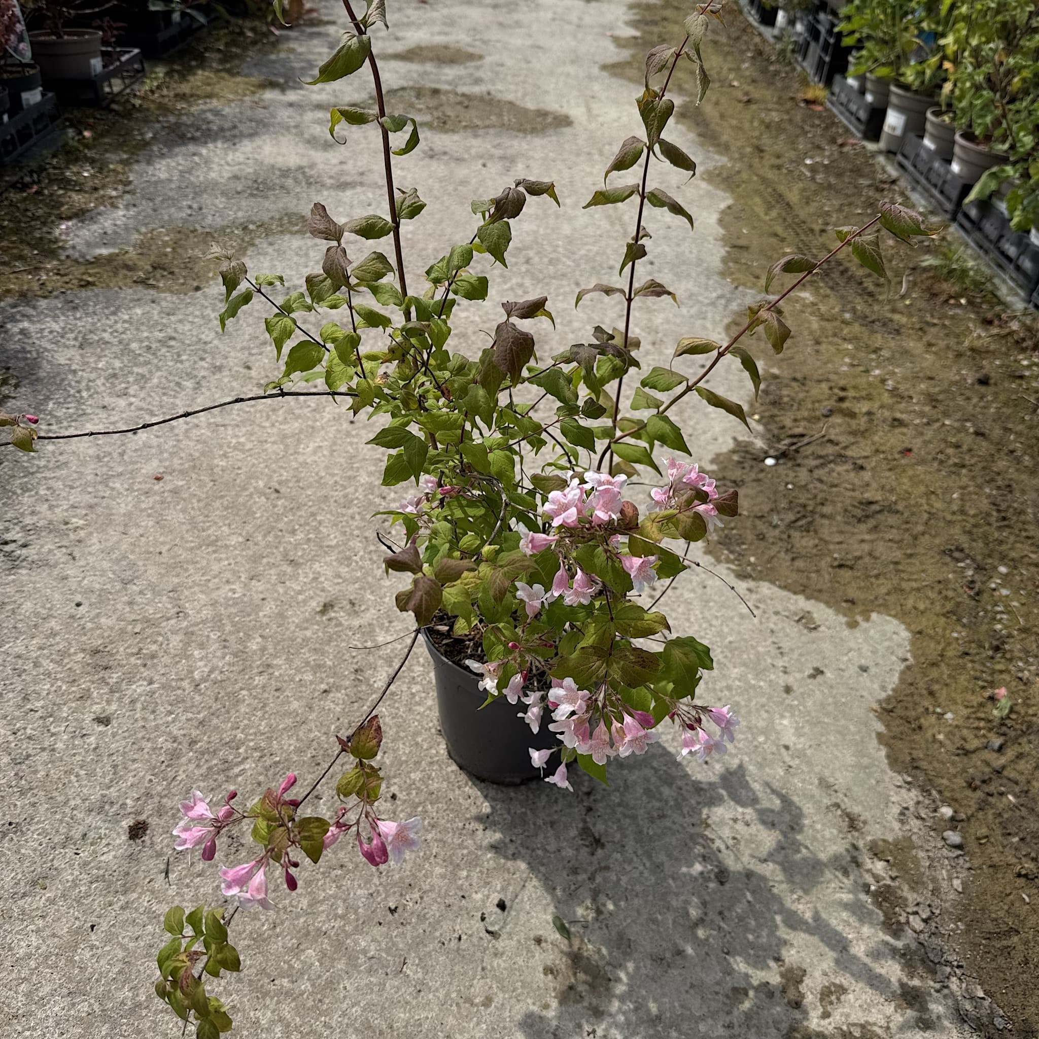 Kolkwitzia amabilis 'Pink Cloud'