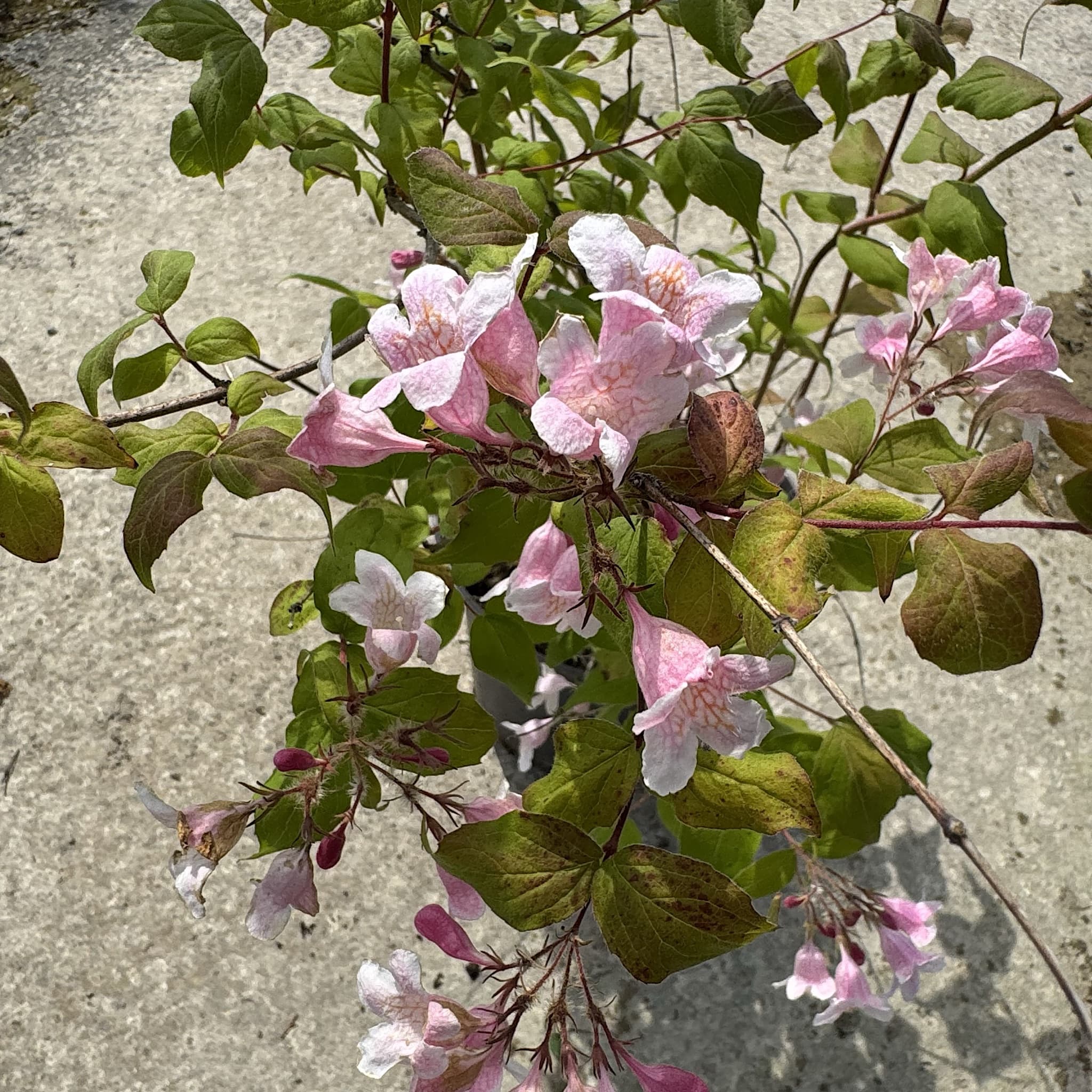 Kolkwitzia amabilis 'Pink Cloud'