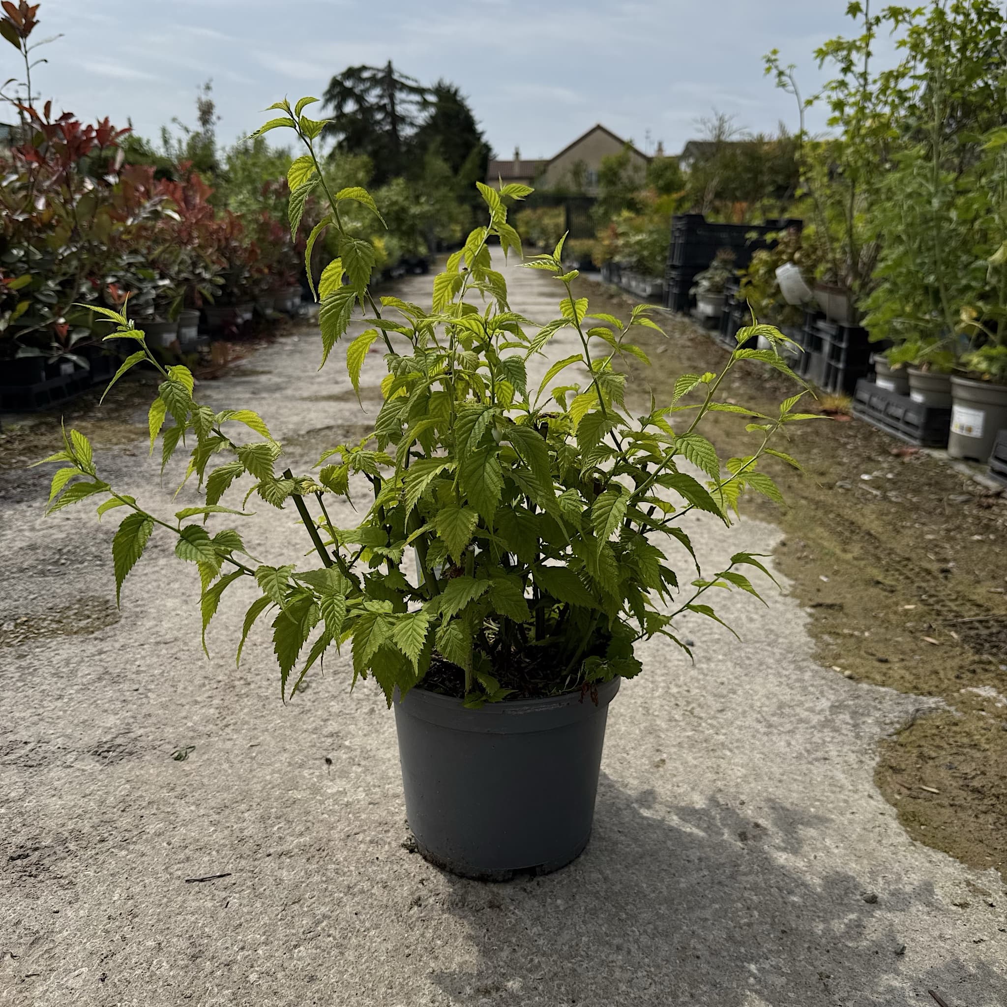 Kerria japonica 'Golden Guinea'