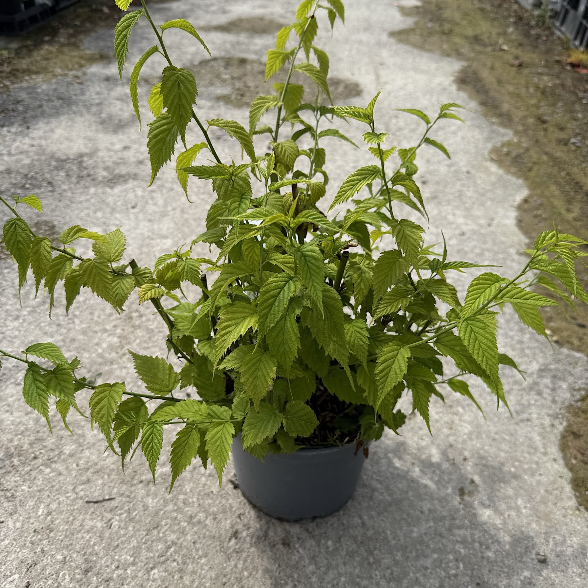 Kerria japonica 'Golden Guinea'