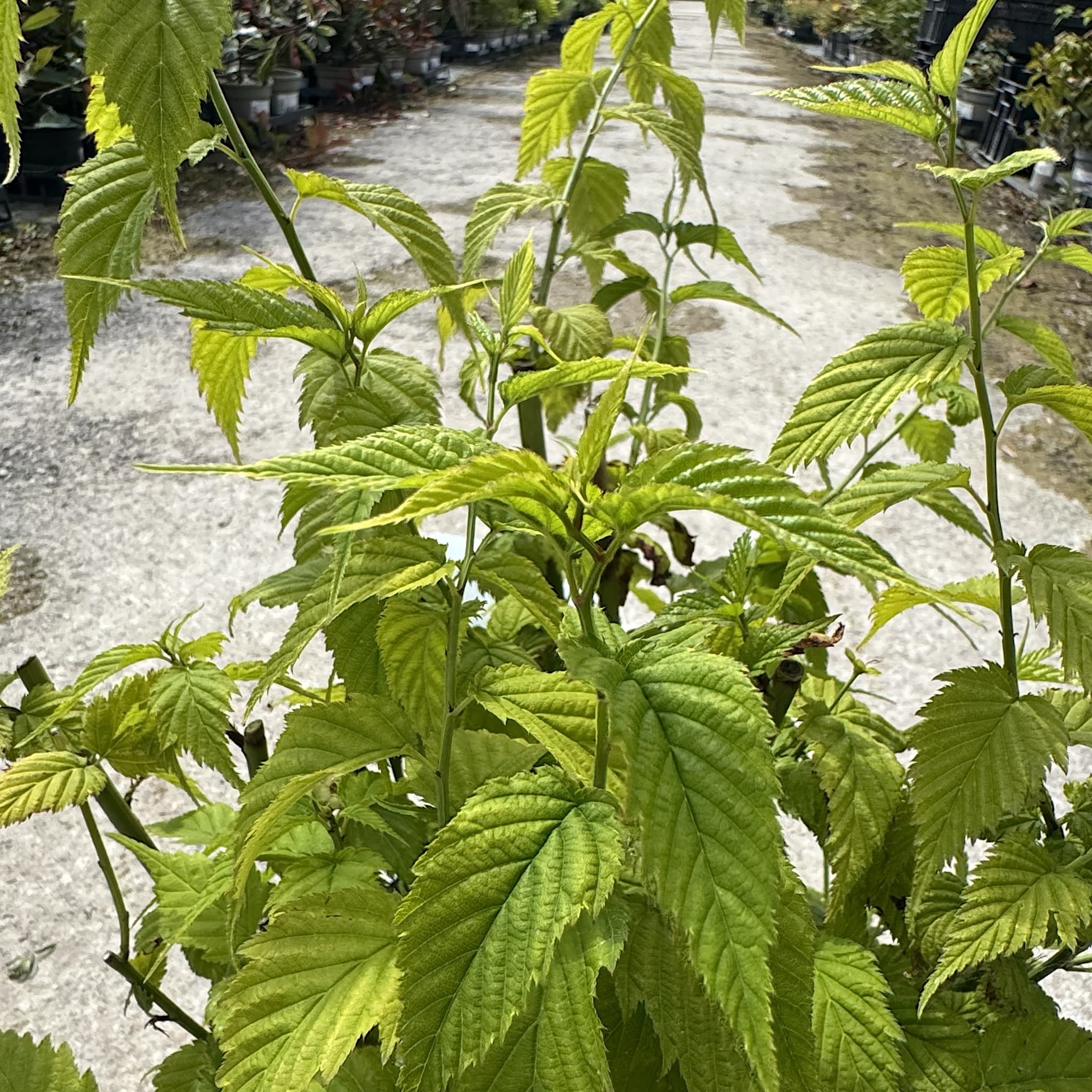 Kerria japonica 'Golden Guinea'