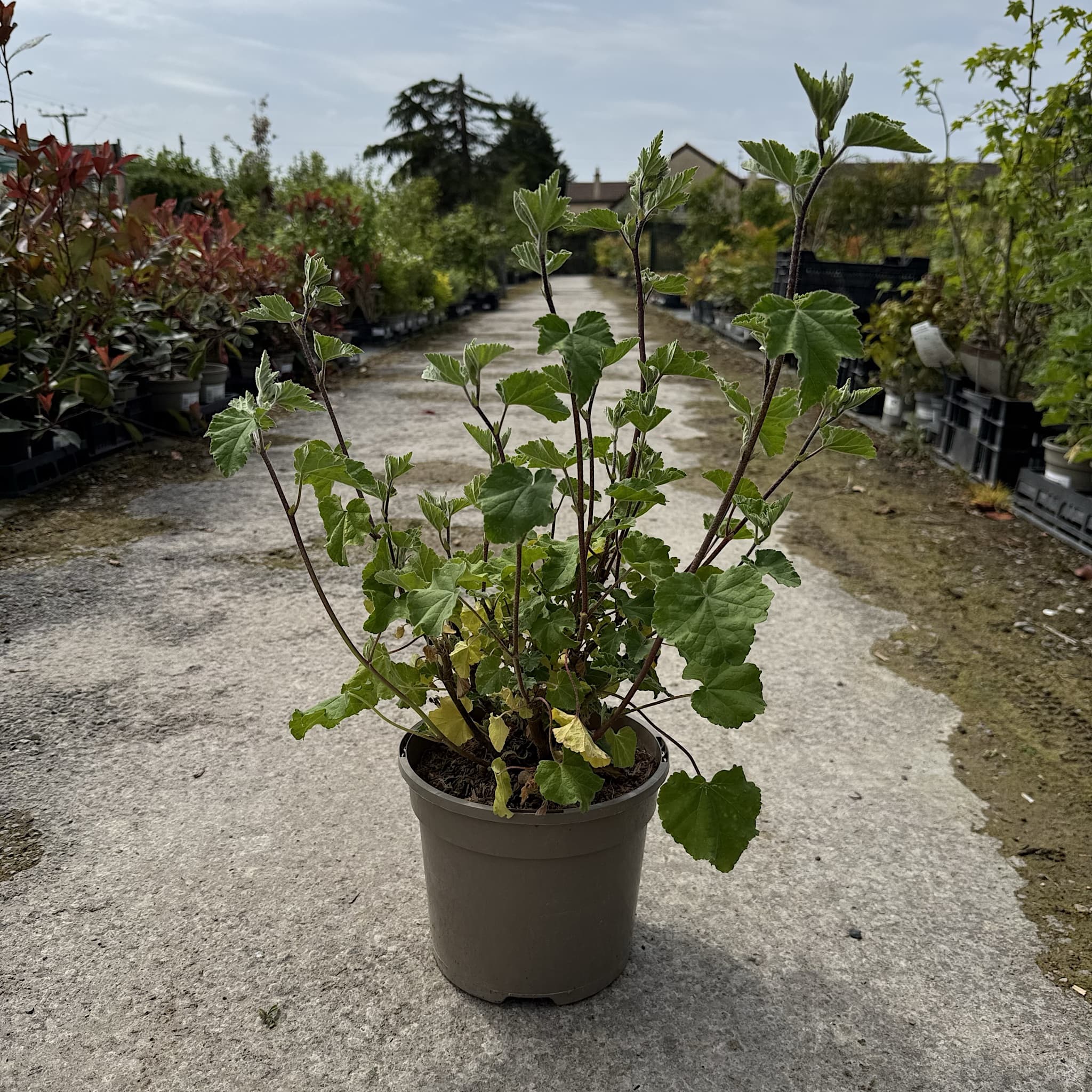 Lavatera 'Baby Barnsley'