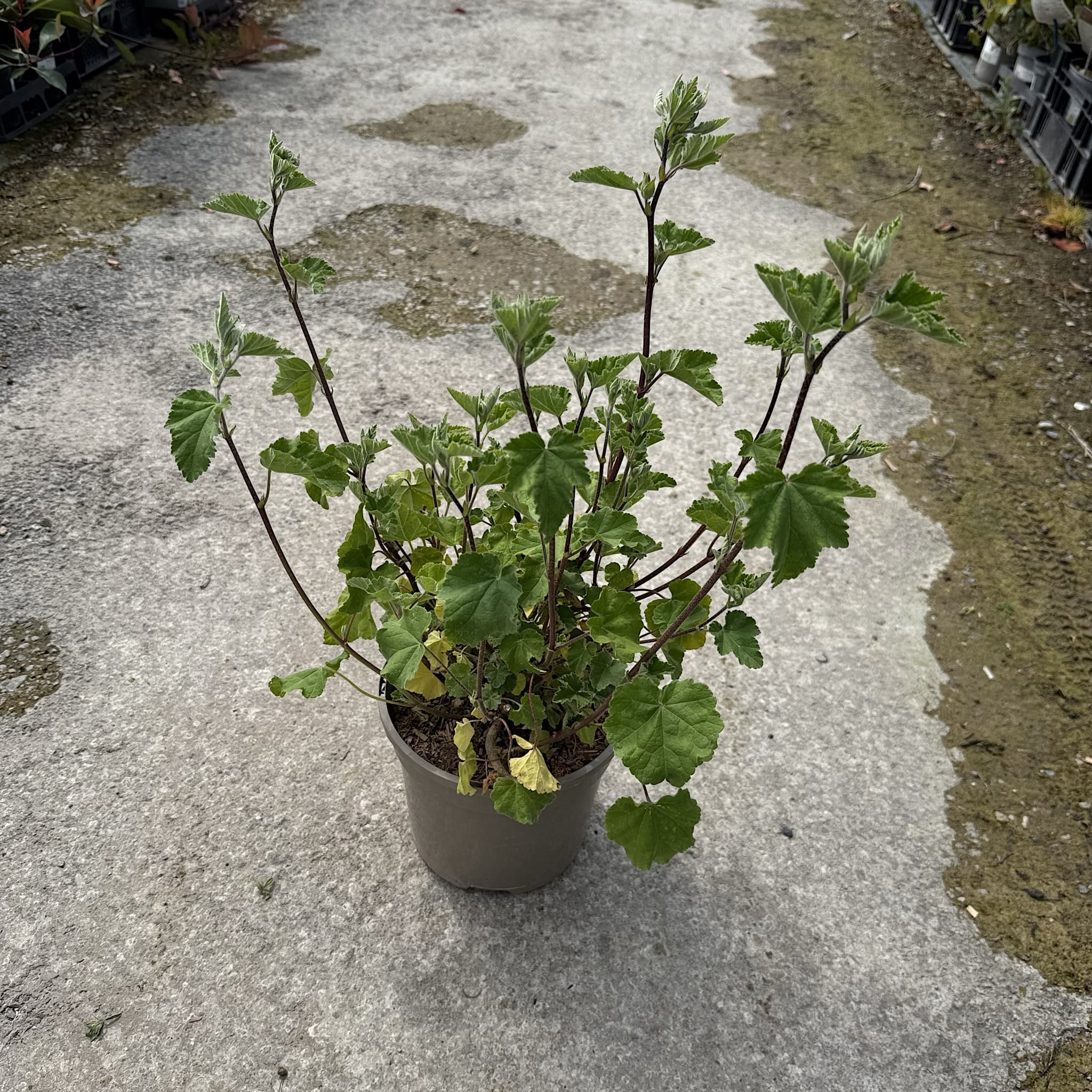 Lavatera 'Baby Barnsley'