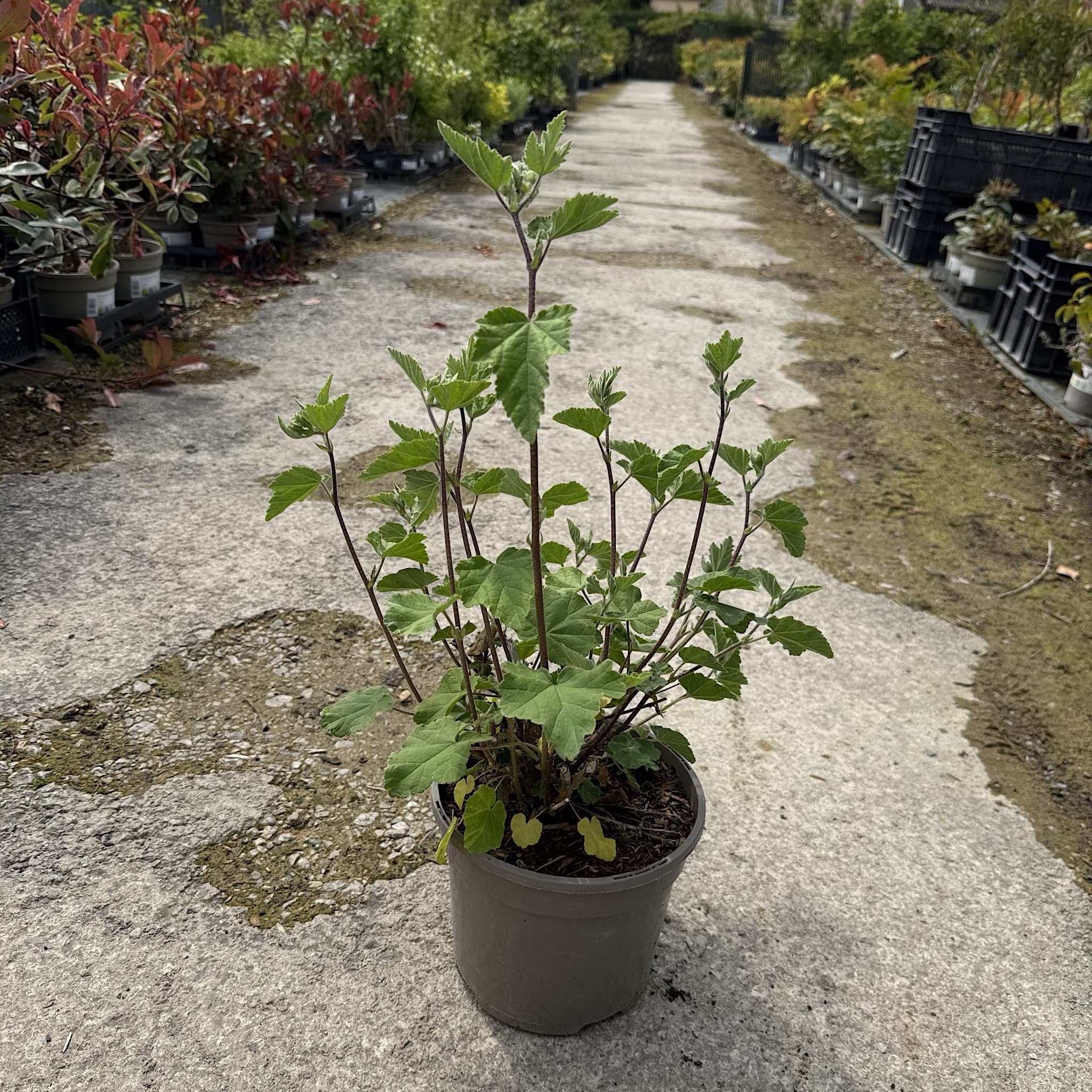 Lavatera 'Burgundy Wine'