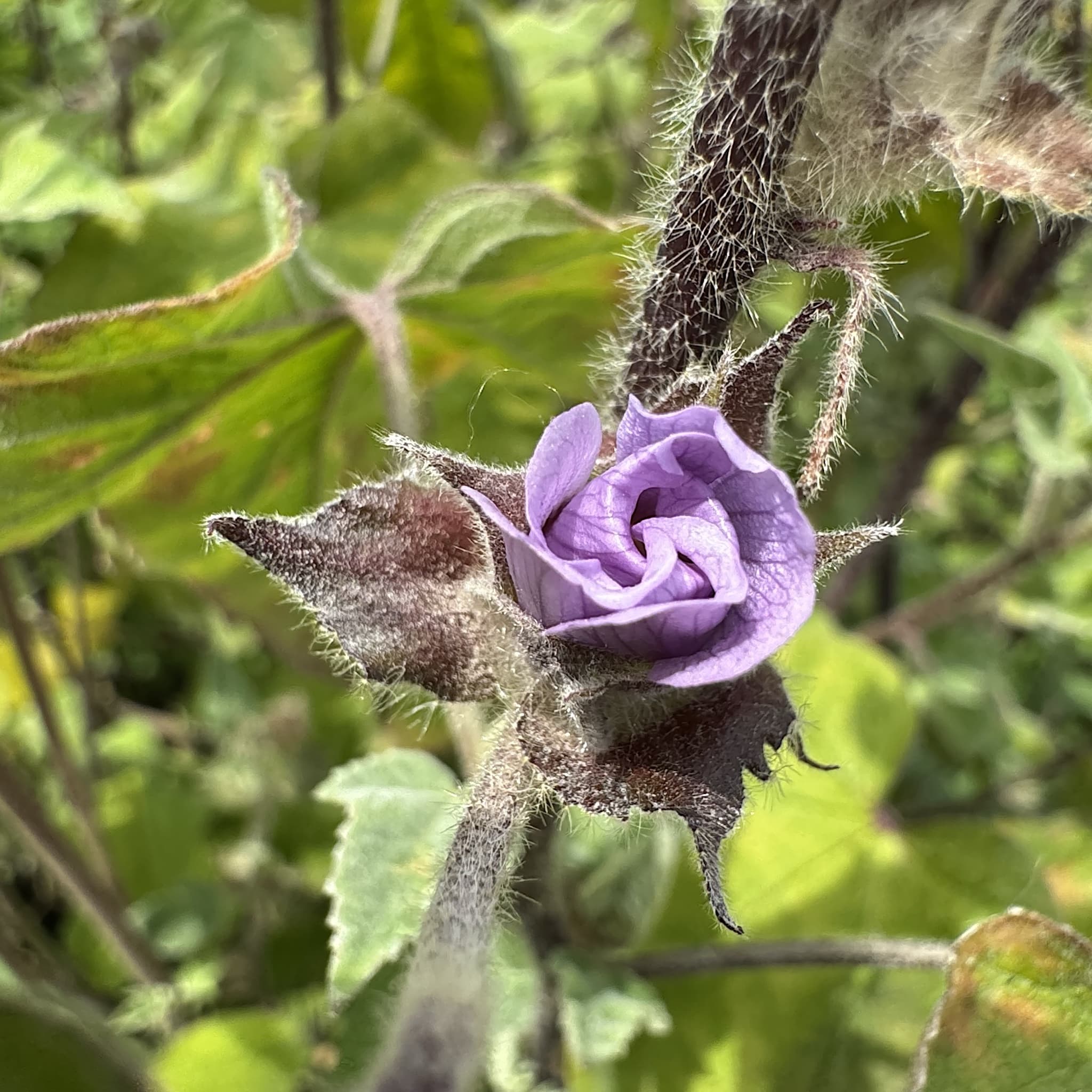Lavatera 'Lilac Lady'