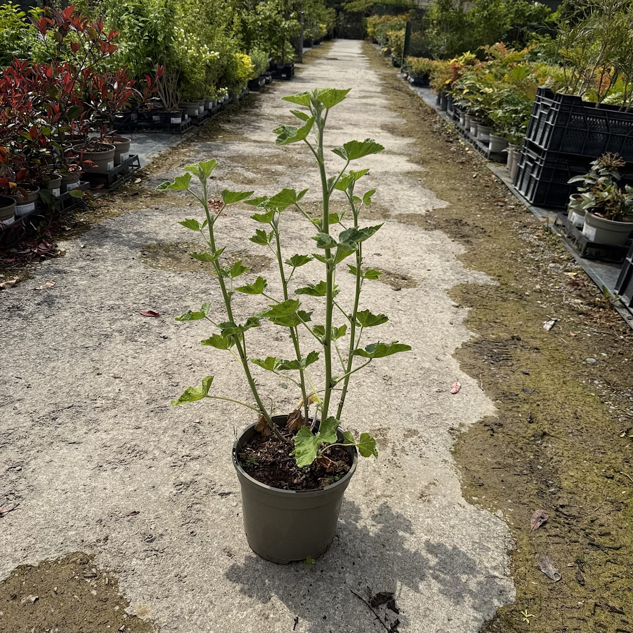 Lavatera 'White Angel'