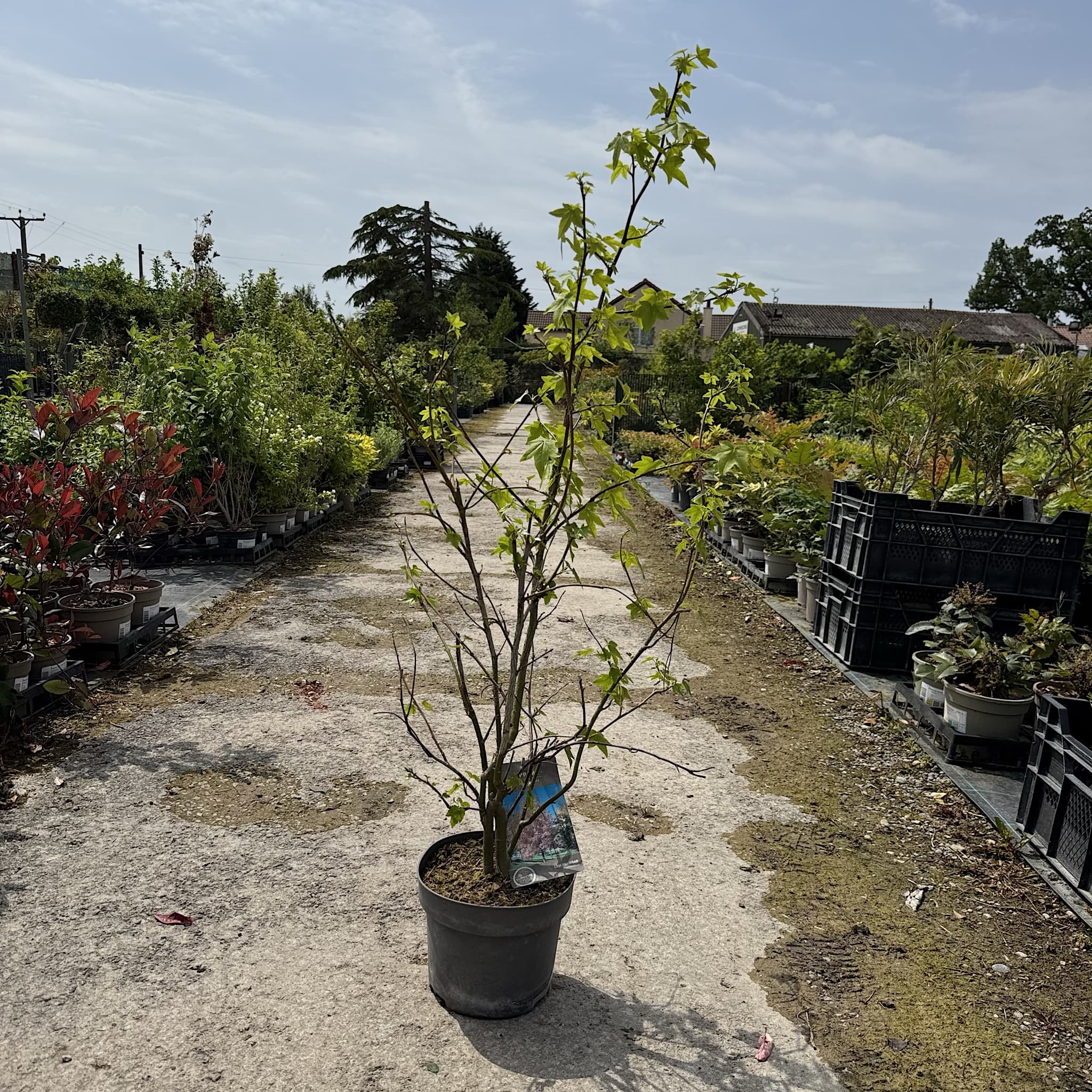 Liquidambar styraciflua