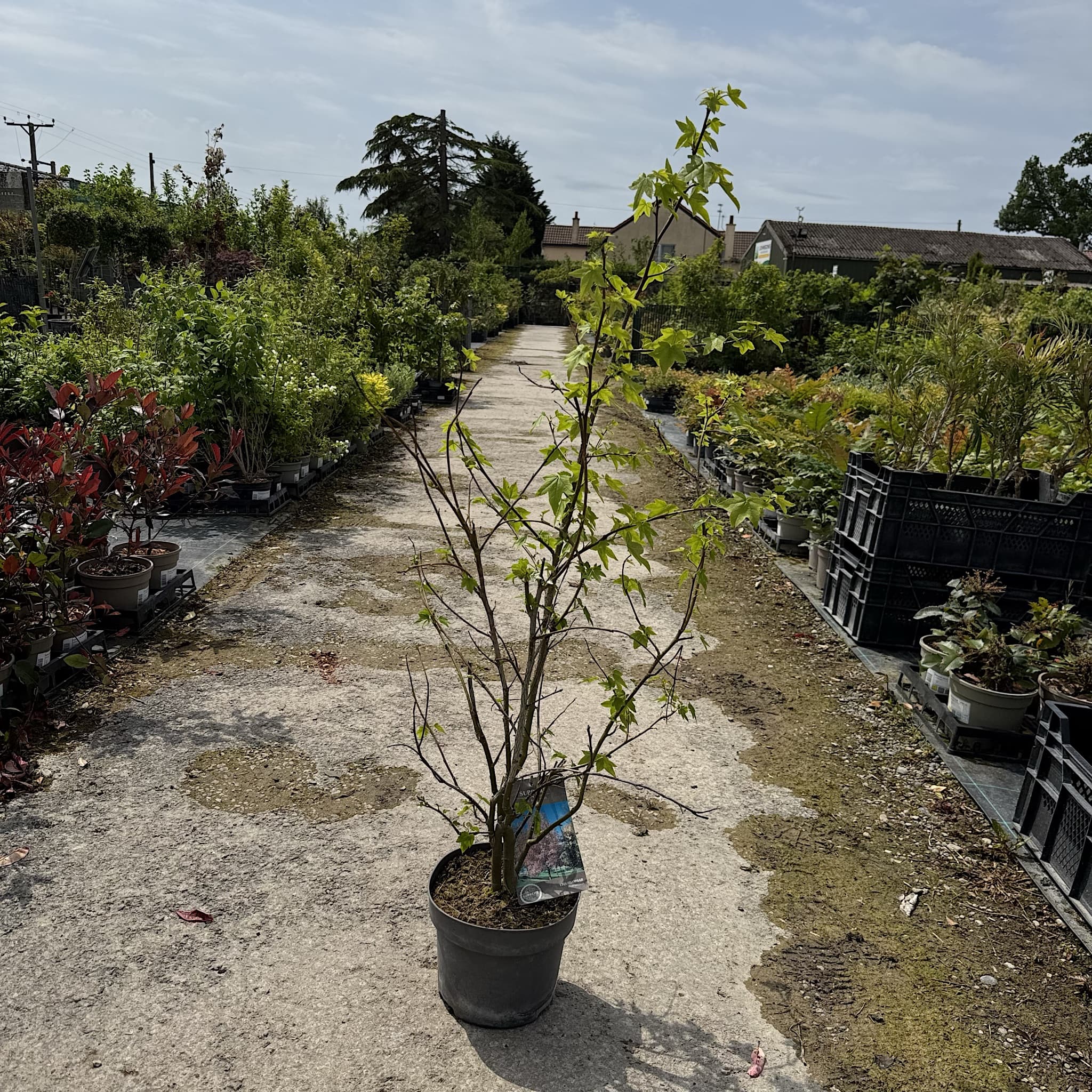 Liquidambar styraciflua