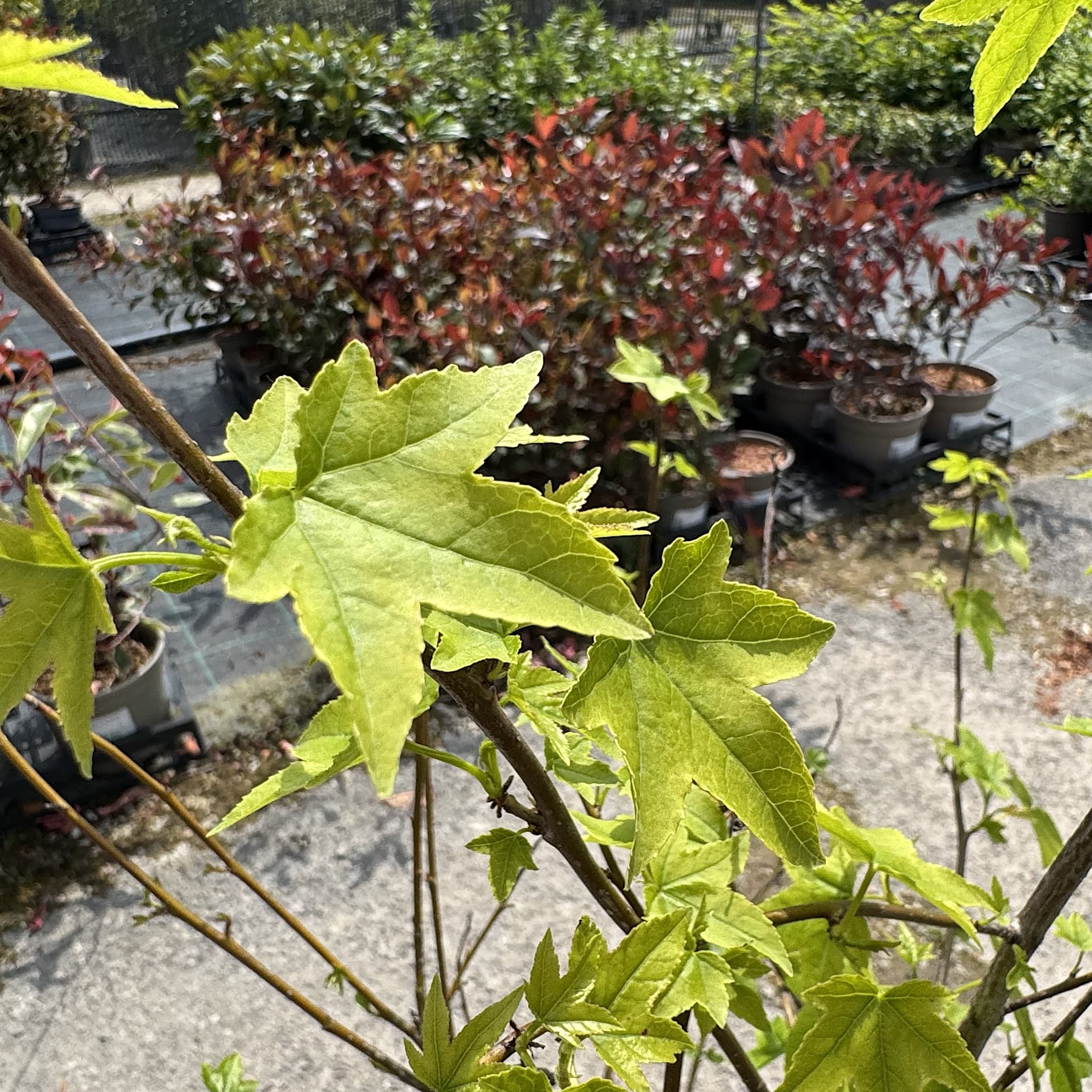 Liquidambar styraciflua