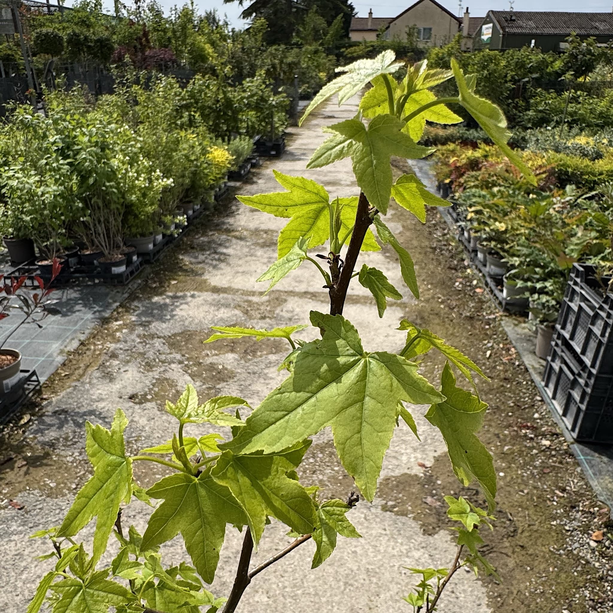 Liquidambar styraciflua