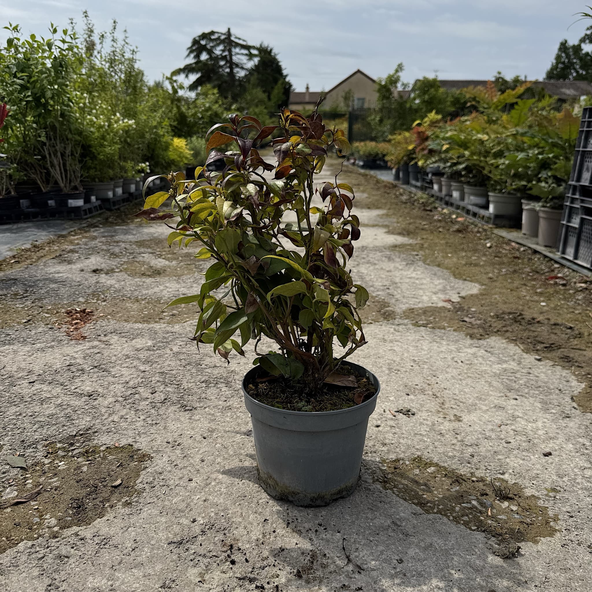 Leucothoe 'Dark Diamond'