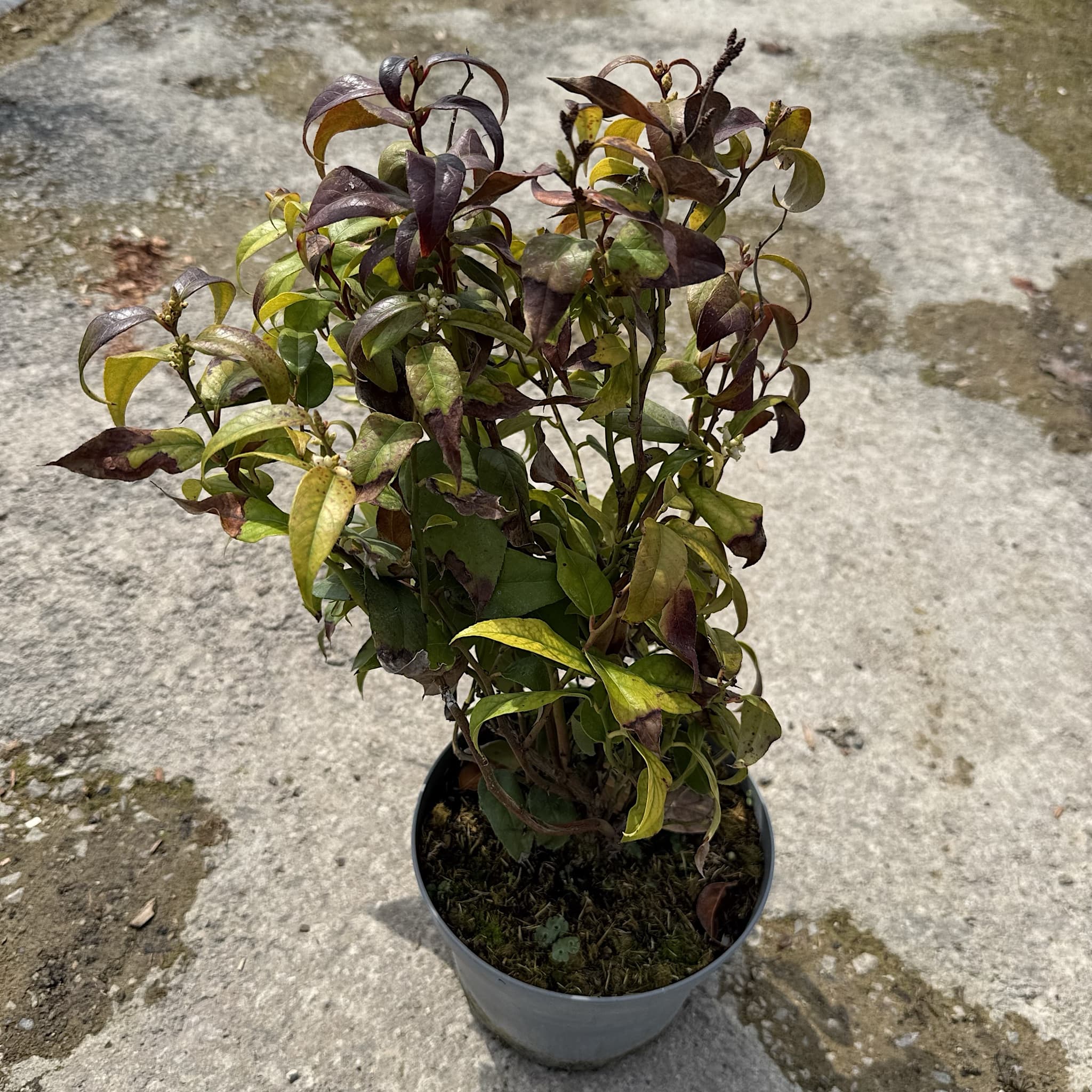 Leucothoe 'Dark Diamond'