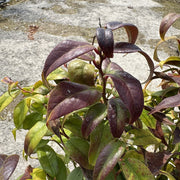 Leucothoe 'Dark Diamond'