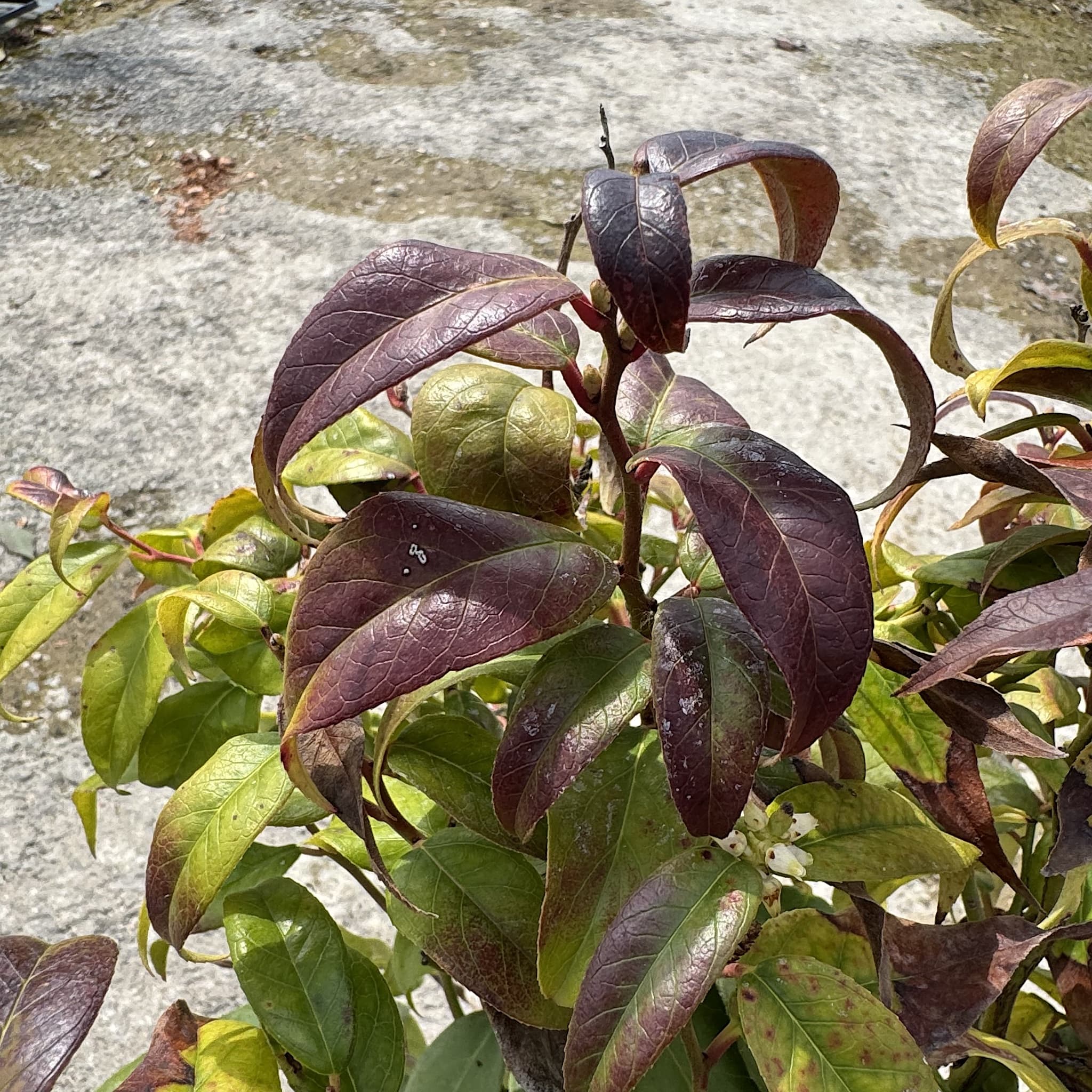 Leucothoe 'Dark Diamond'