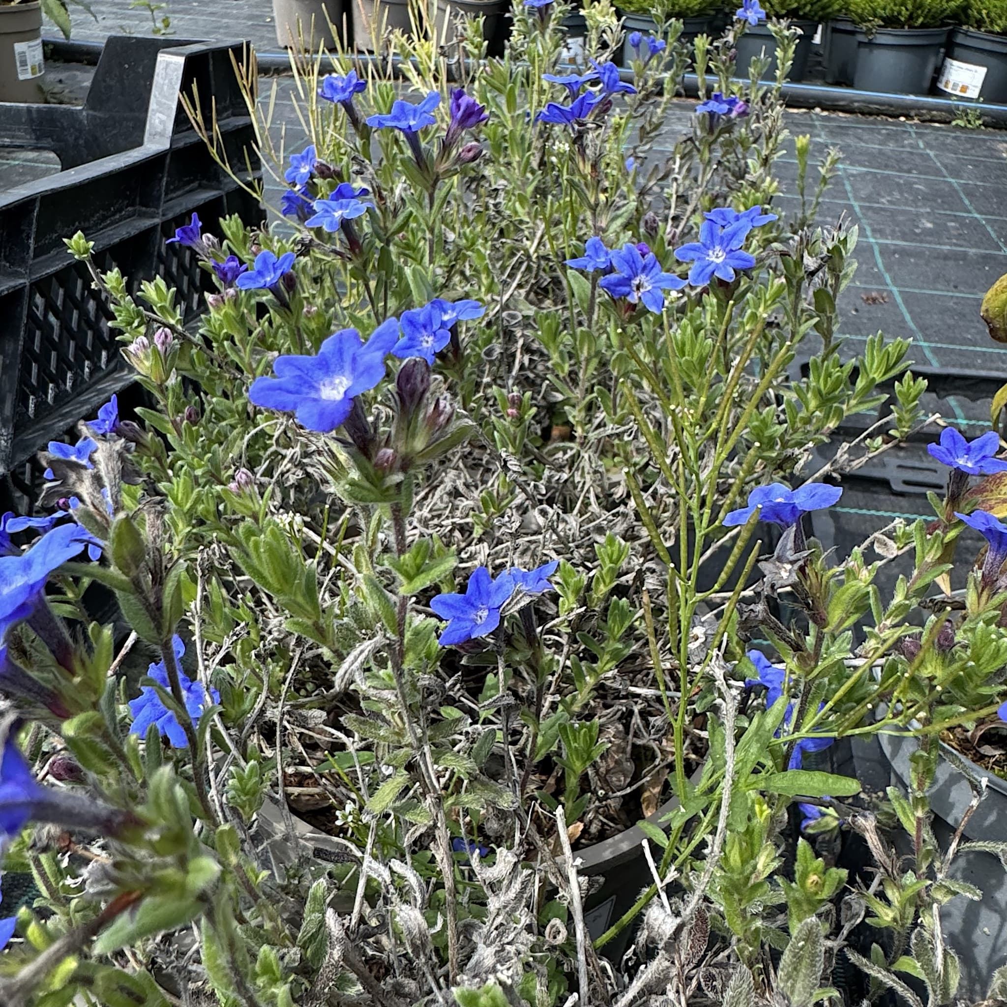 Lithodora diffusa 'Heavenly Blue'