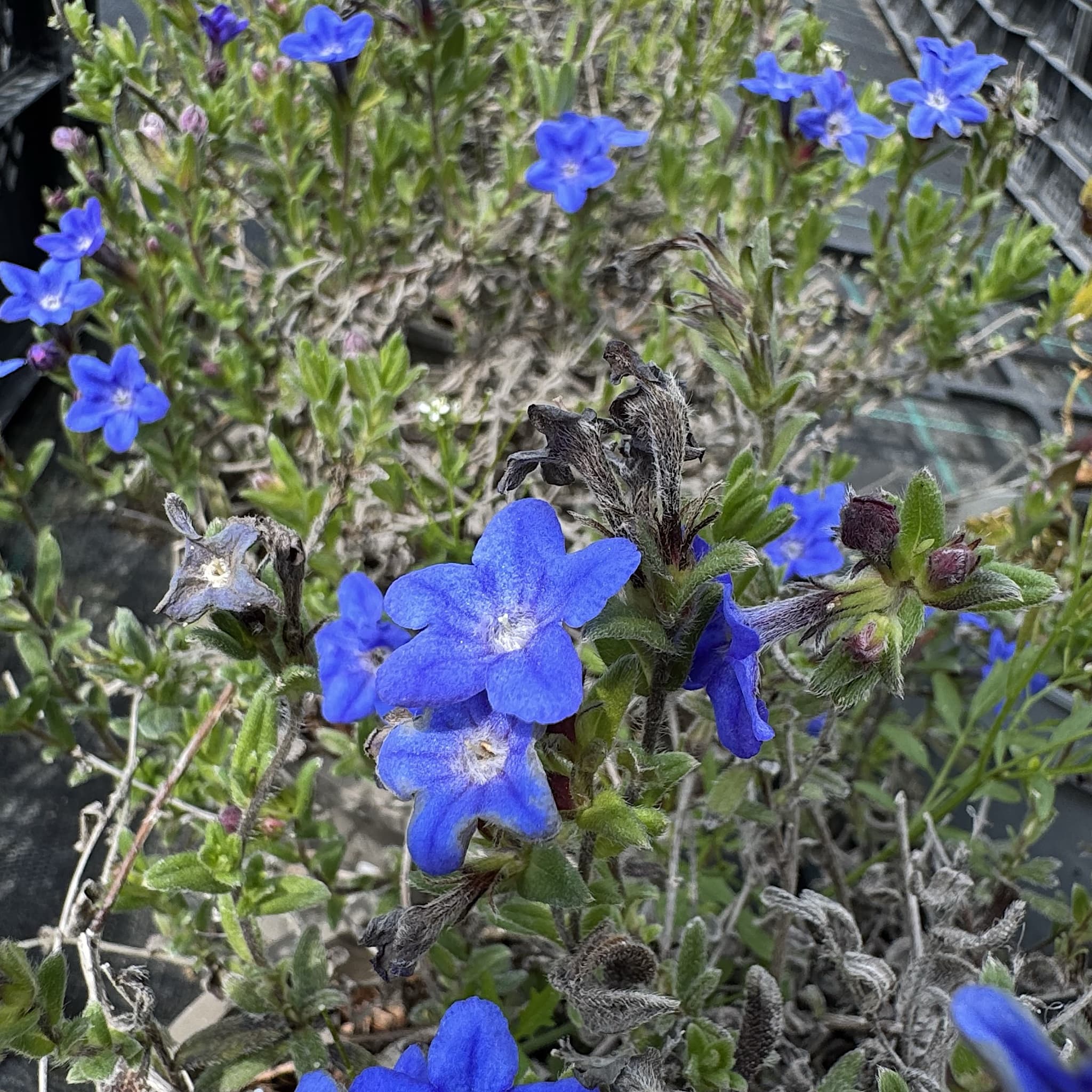 Lithodora diffusa 'Heavenly Blue'