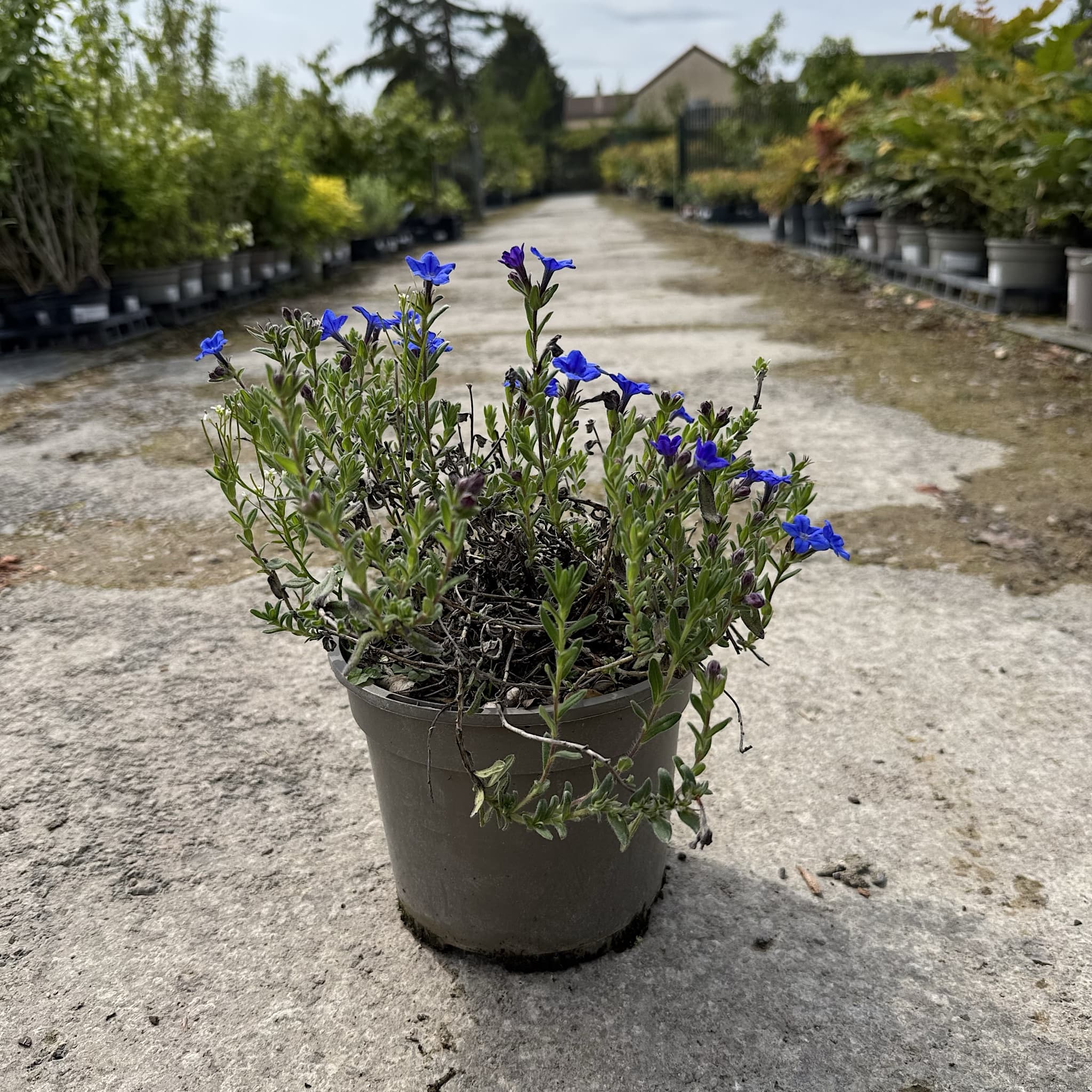 Lithodora diffusa 'Heavenly Blue'