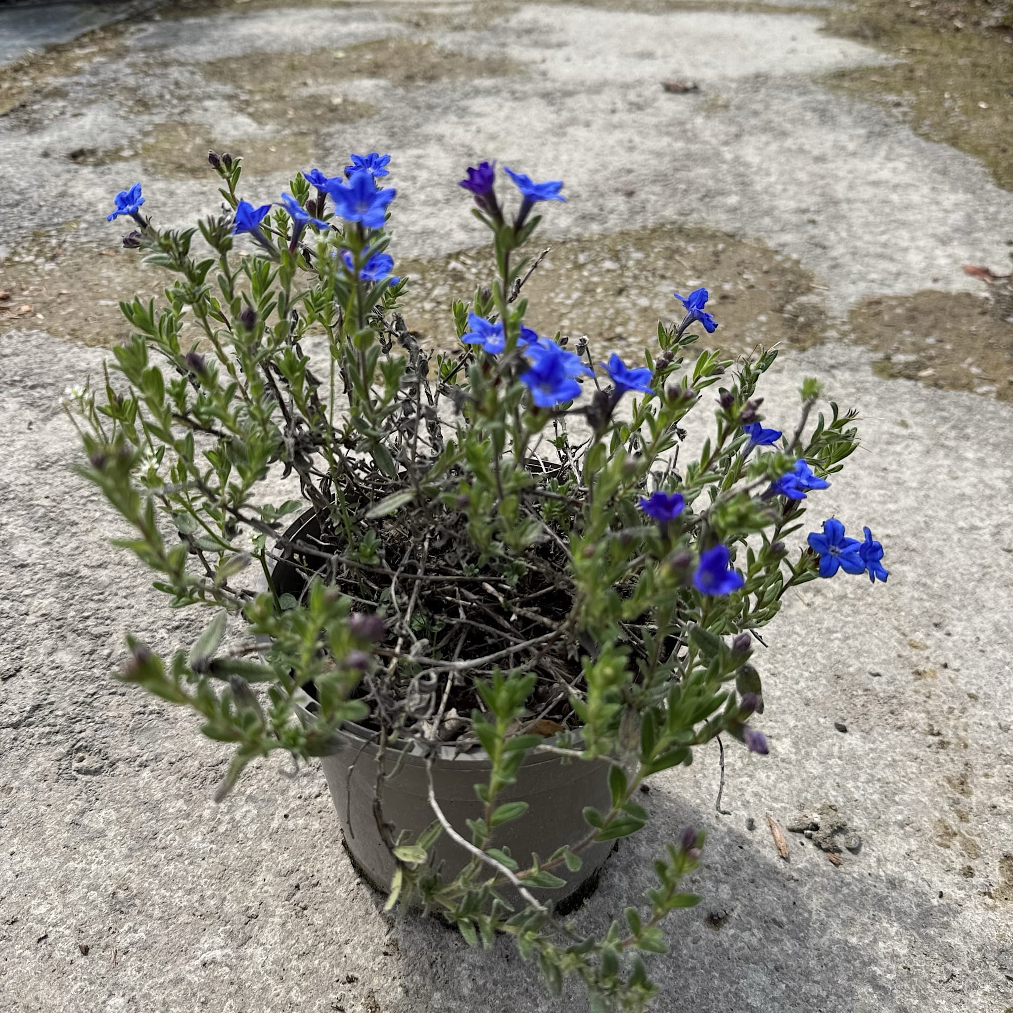 Lithodora diffusa 'Heavenly Blue'