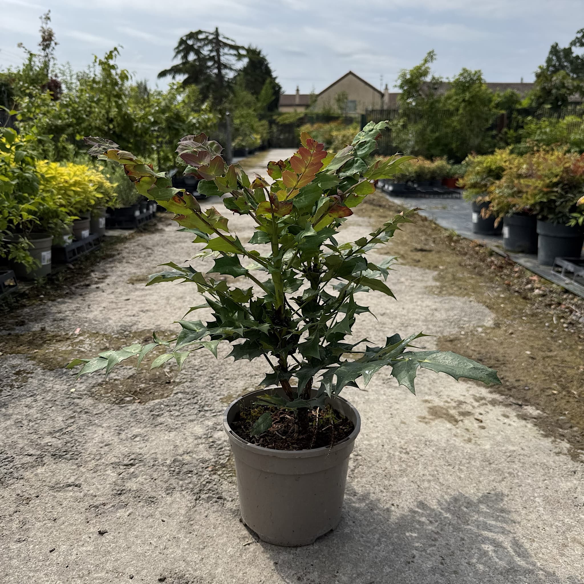 Mahonia media 'Winter Sun'