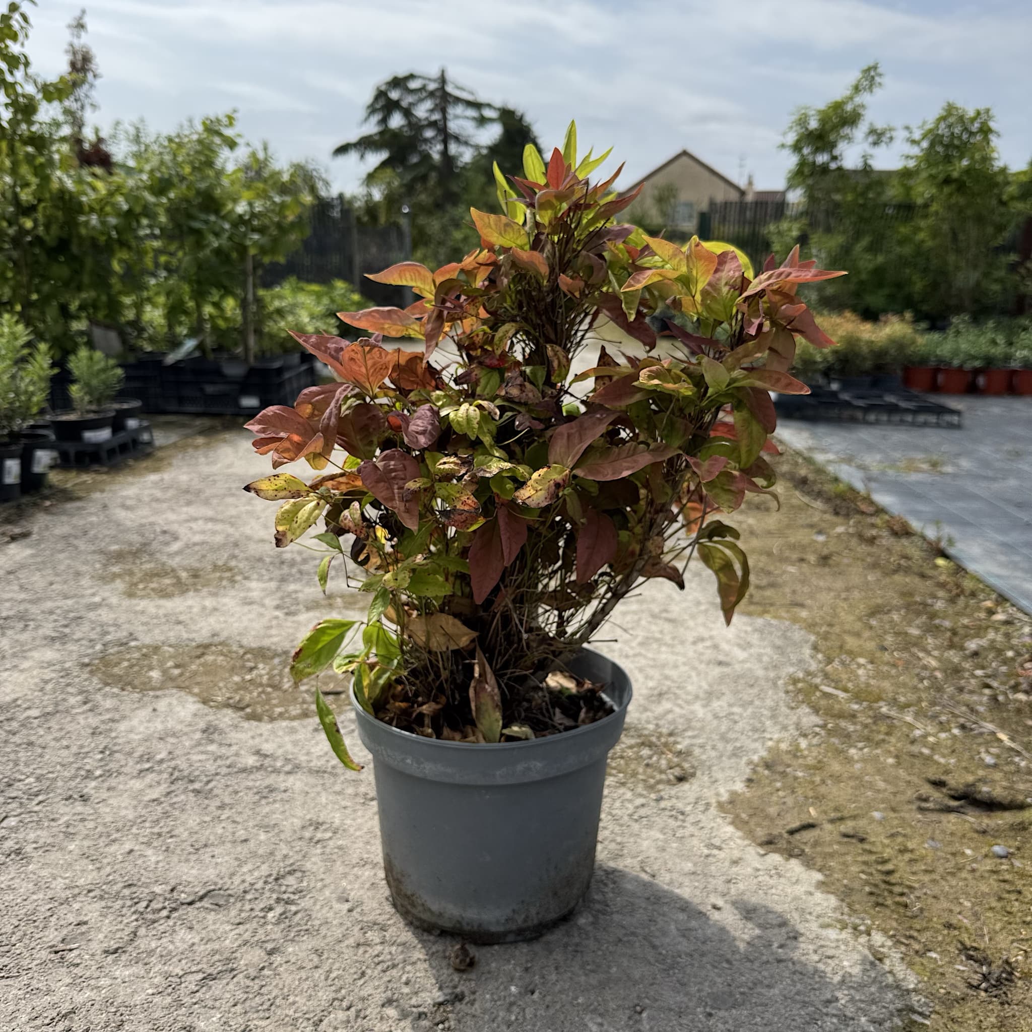 Nandina domestica 'Blush Pink'