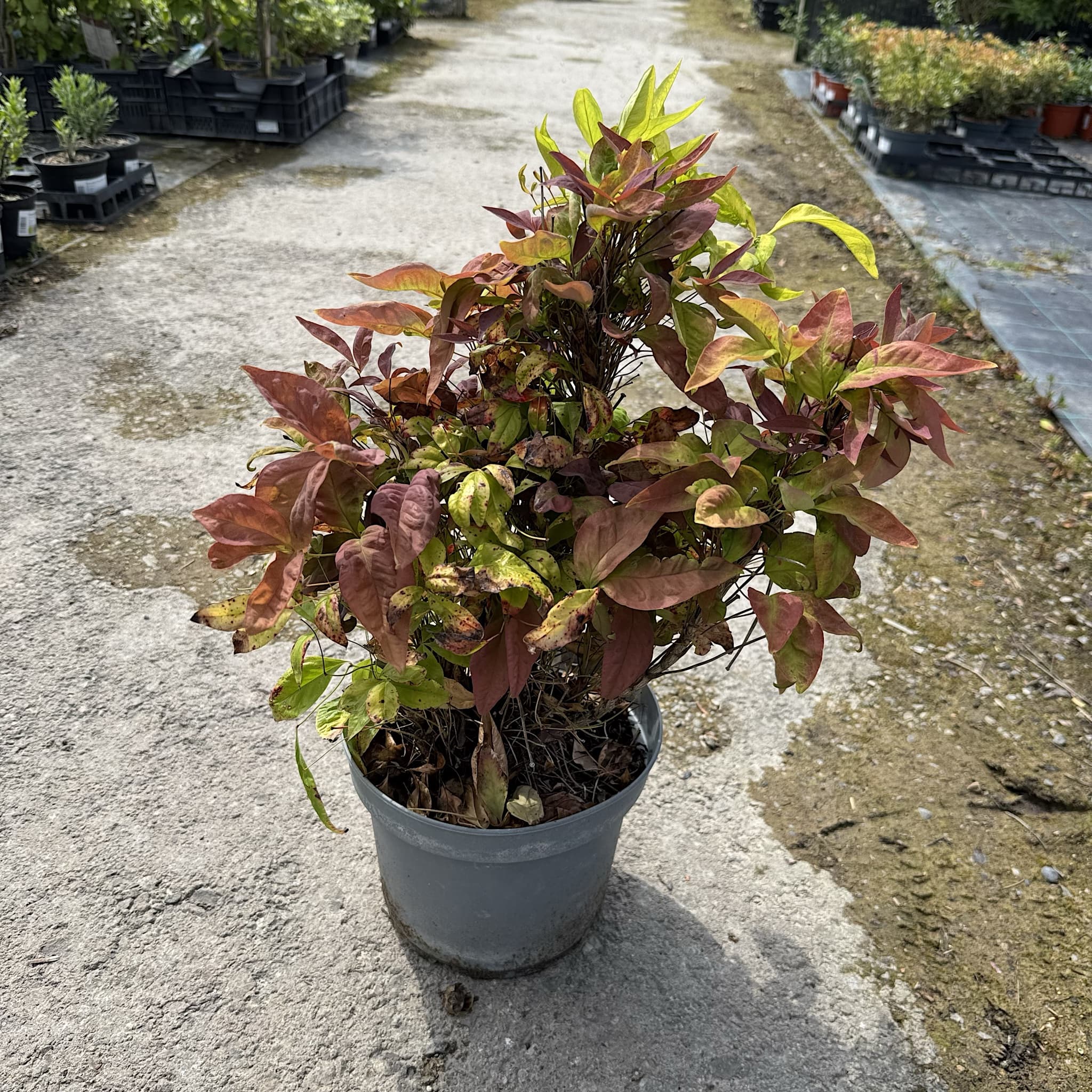 Nandina domestica 'Blush Pink'