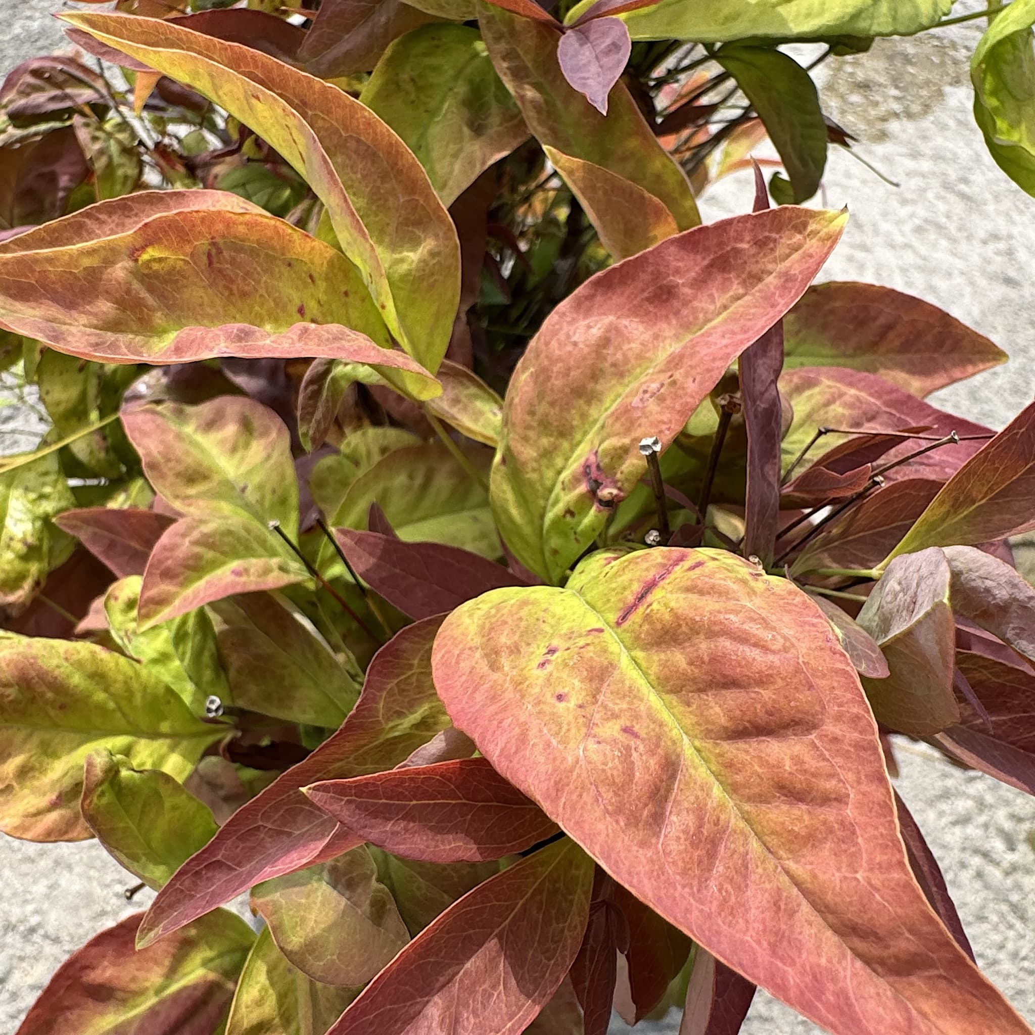Nandina domestica 'Blush Pink'