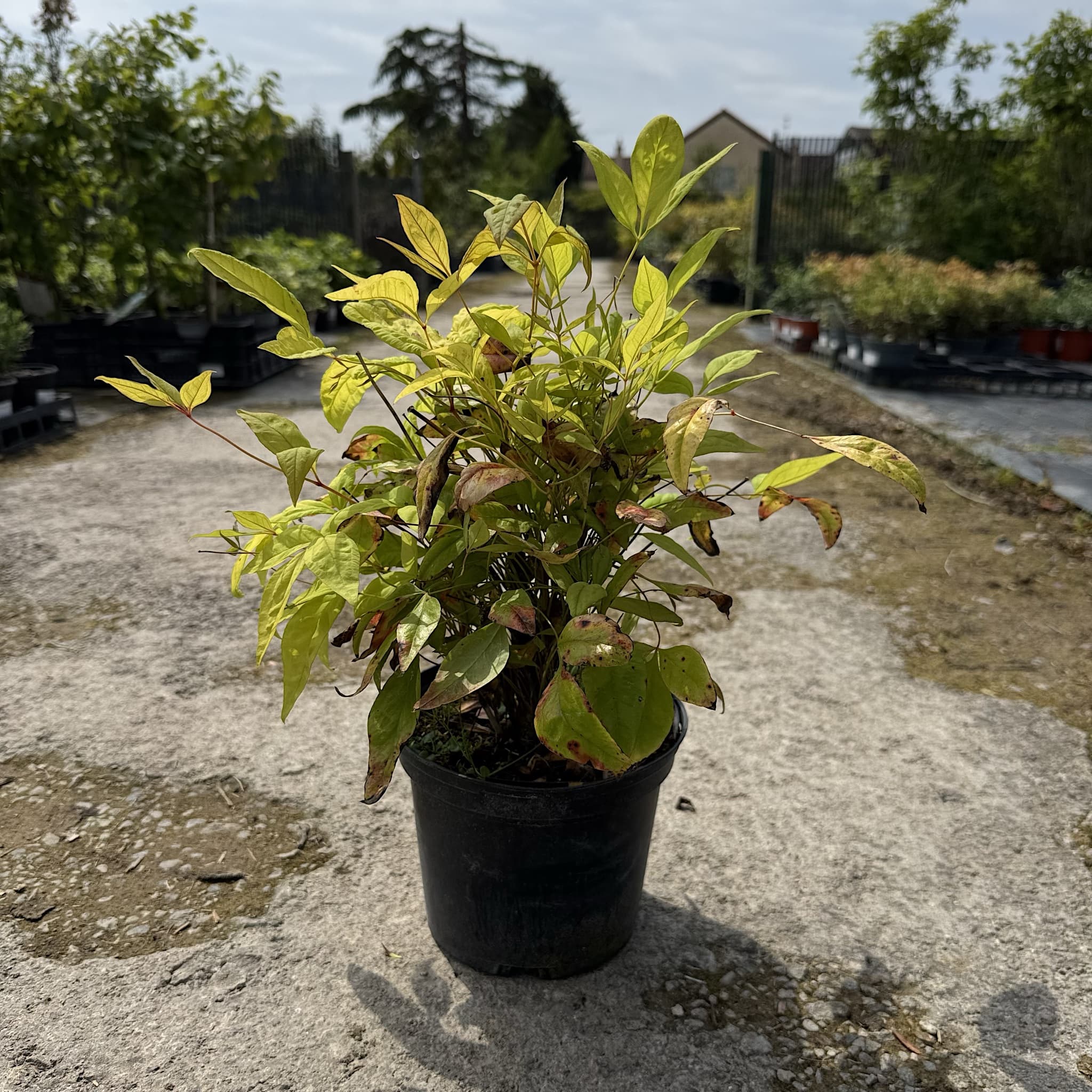 Nandina domestica 'Fire Power'